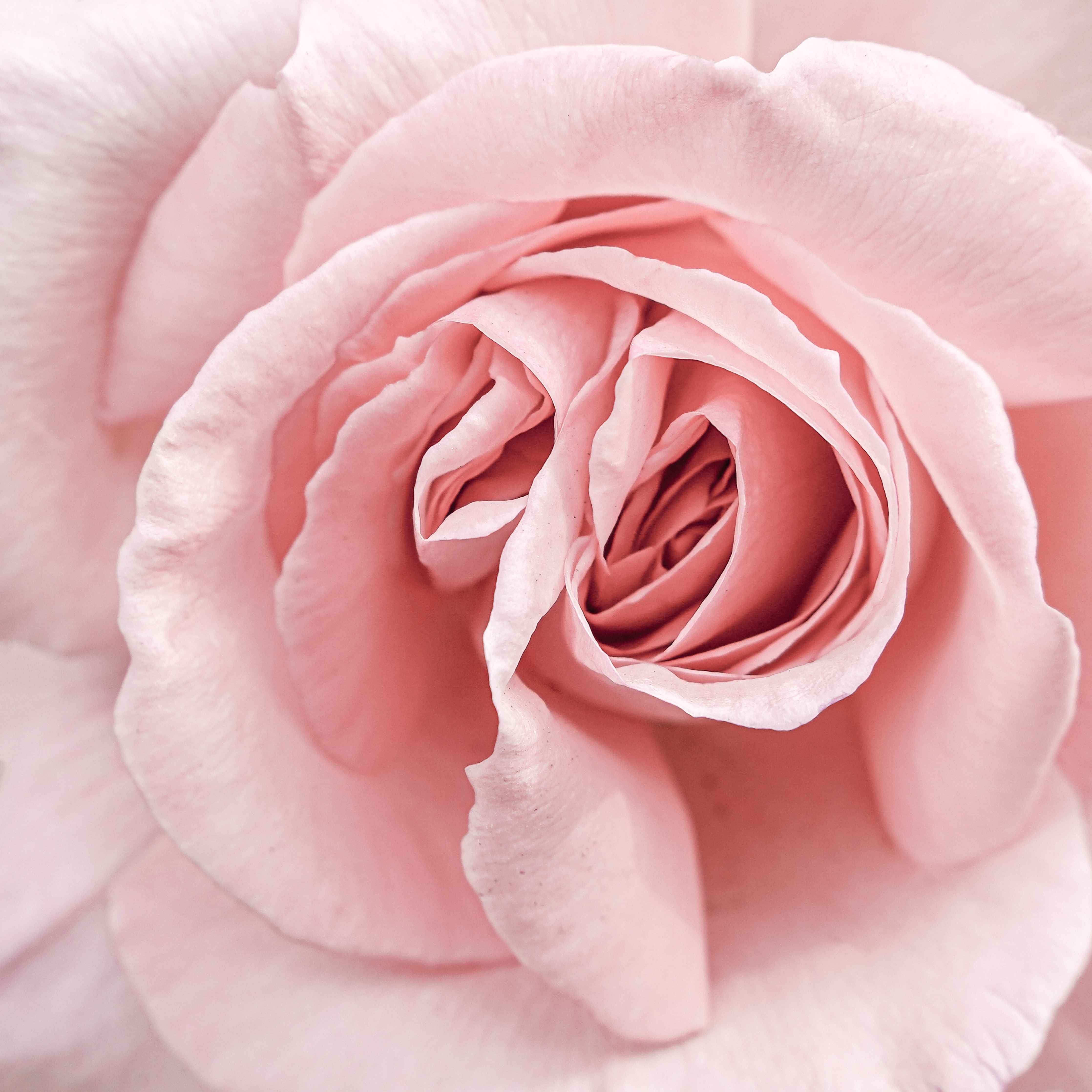 Große Wandbilder-Prächtige rosa Rose