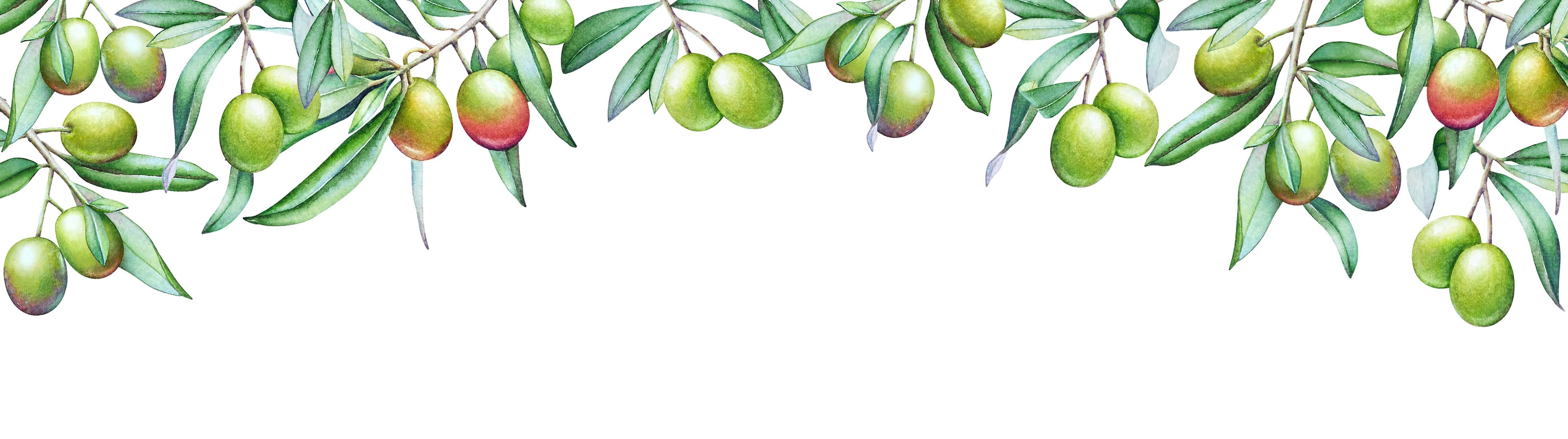 Große Wandbilder-Reife Olive mit grünen und violetten Früchten