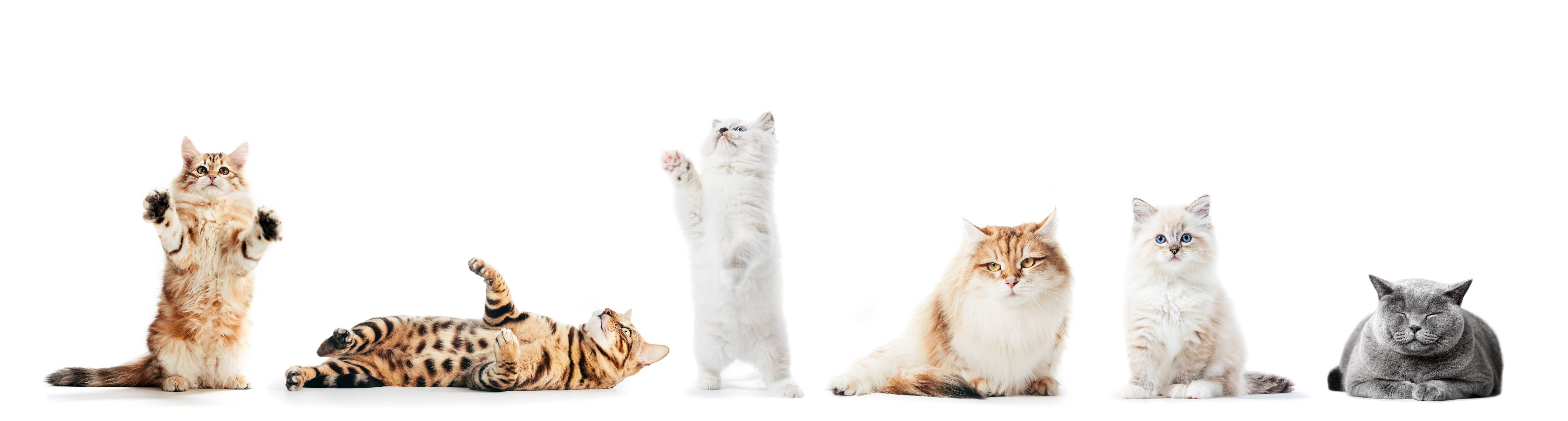 Große Wandbilder-Reinrassige Katzen Weiß-Sammlung