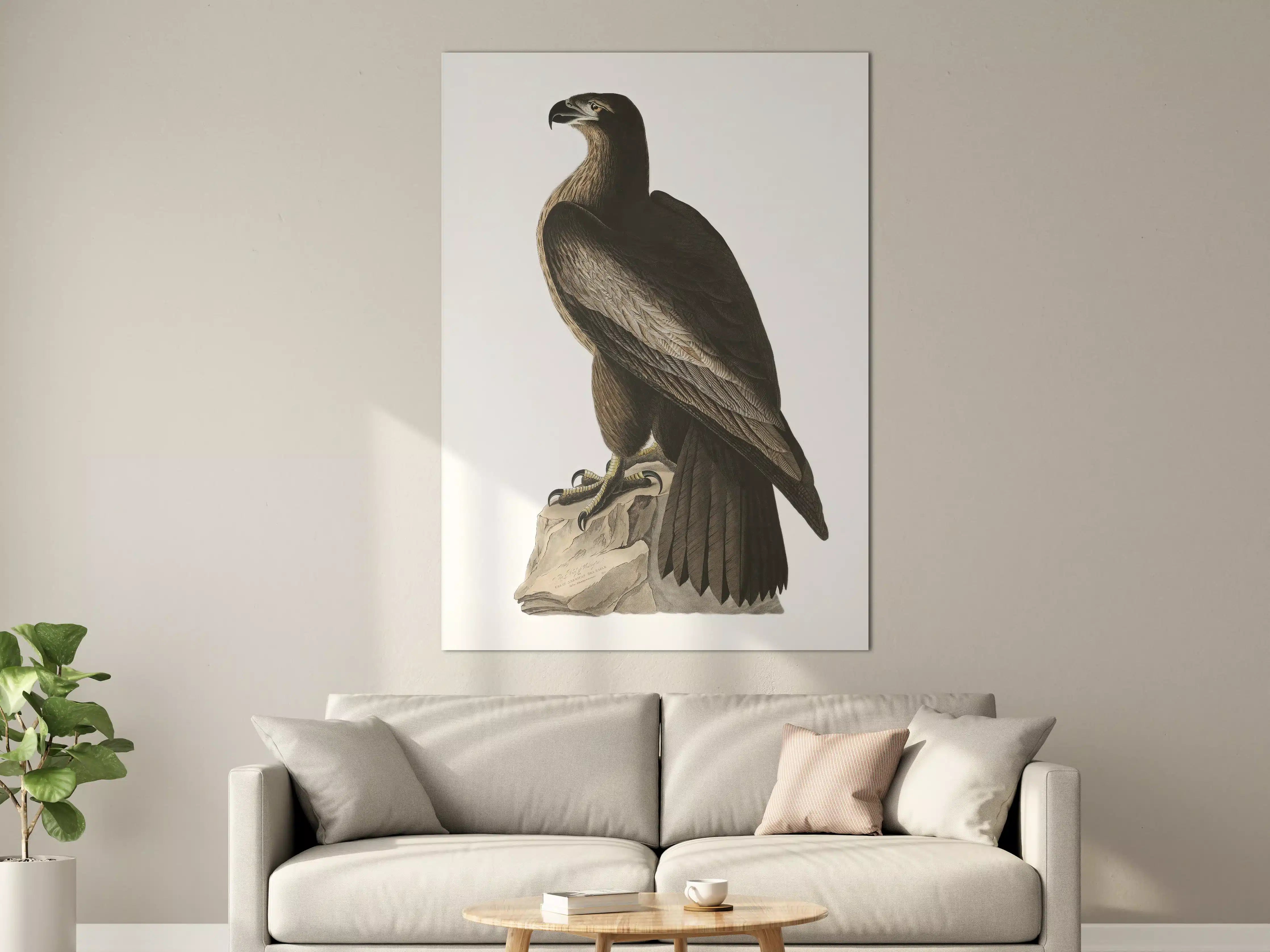Große Wandbilder - Riesenseeadler Portrait - John James Audubon