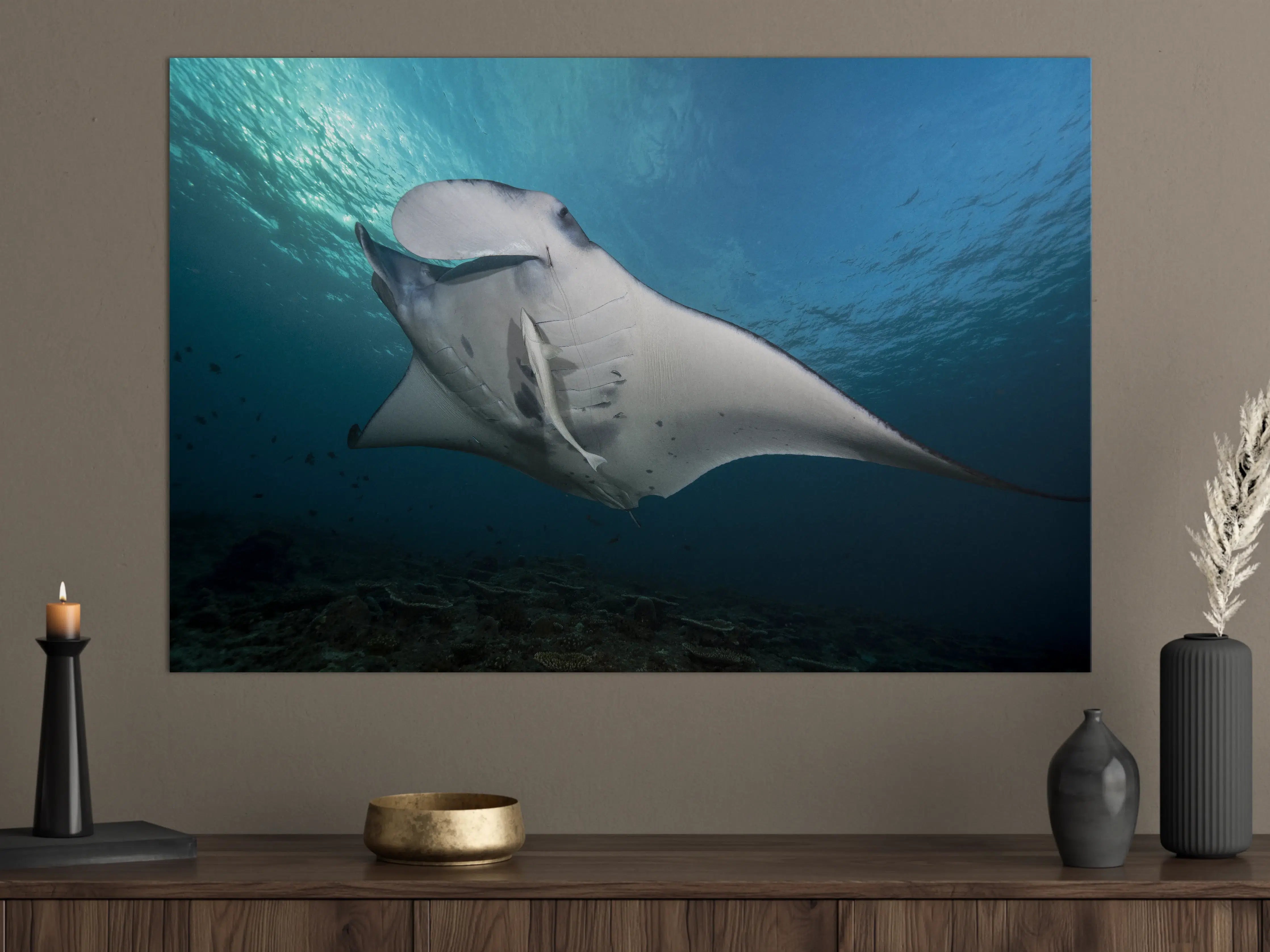 Große Wandbilder - Riff-Manta Unterwasser