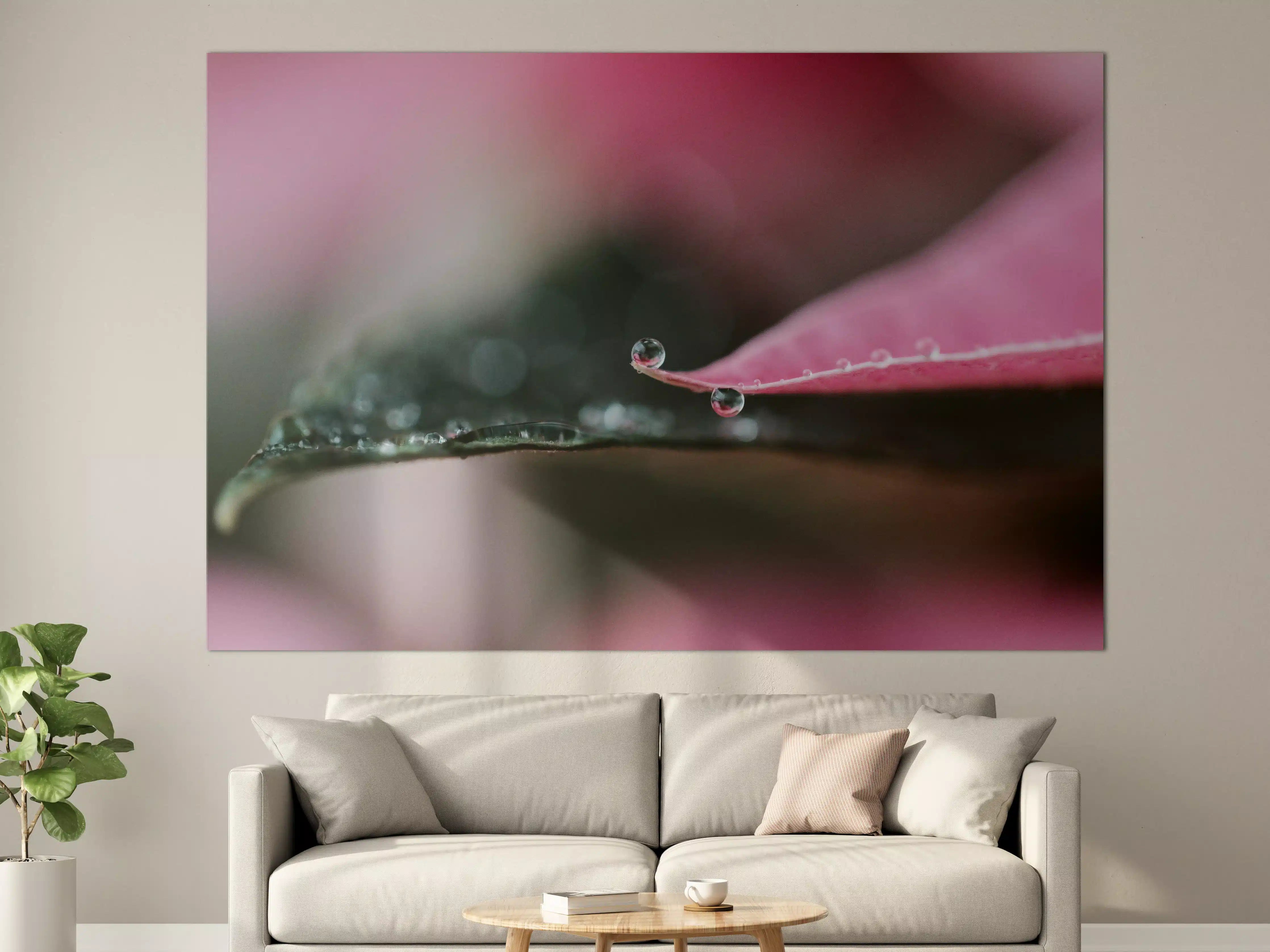 Große Wandbilder - Rosenblatt mit Wassertropfen in Nahaufnahme