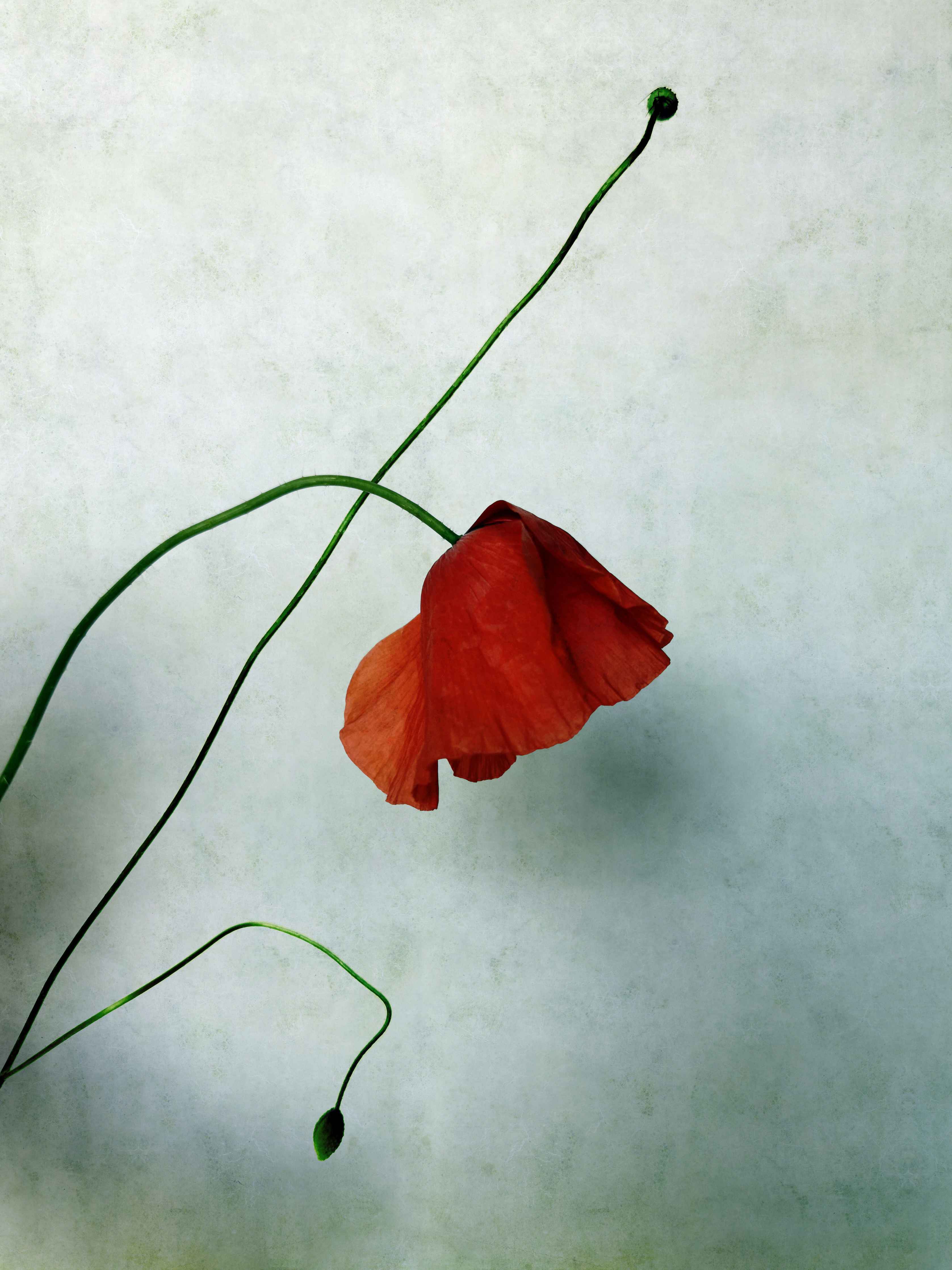 Große Wandbilder-Rote Mohnblume mit grüner Spitze
