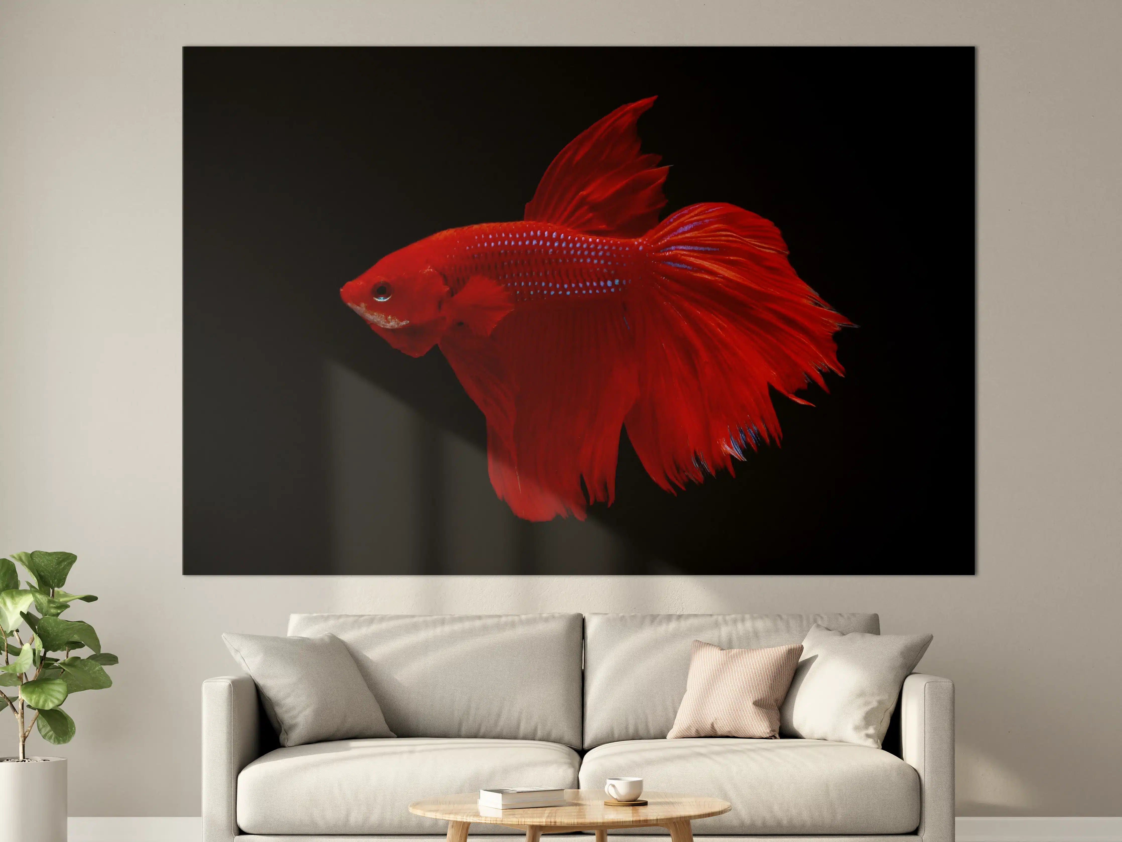 Große Wandbilder - Roter Betta-Kampffisch