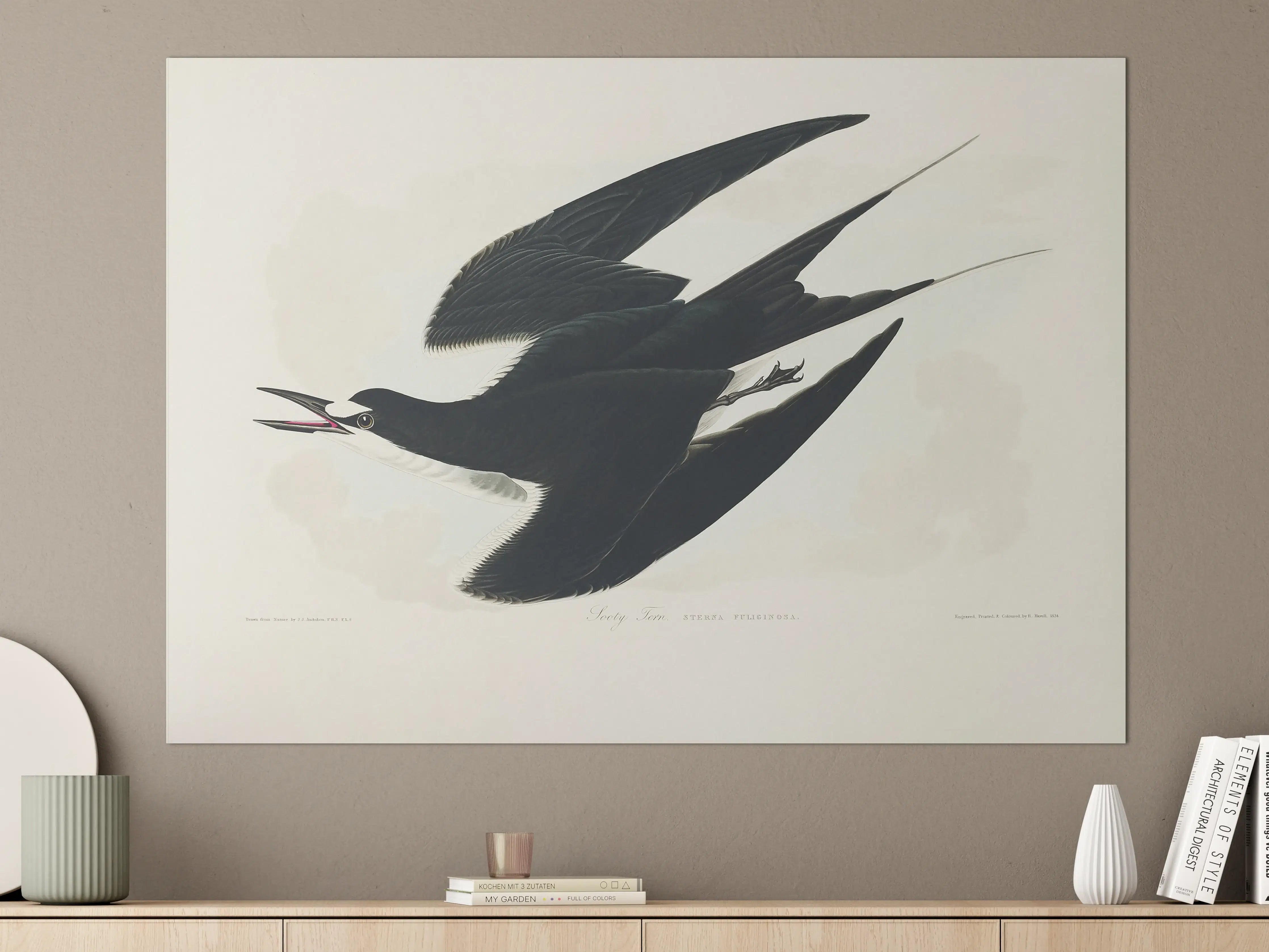 Große Wandbilder - Rußseeschwalbe Portrait - John James Audubon