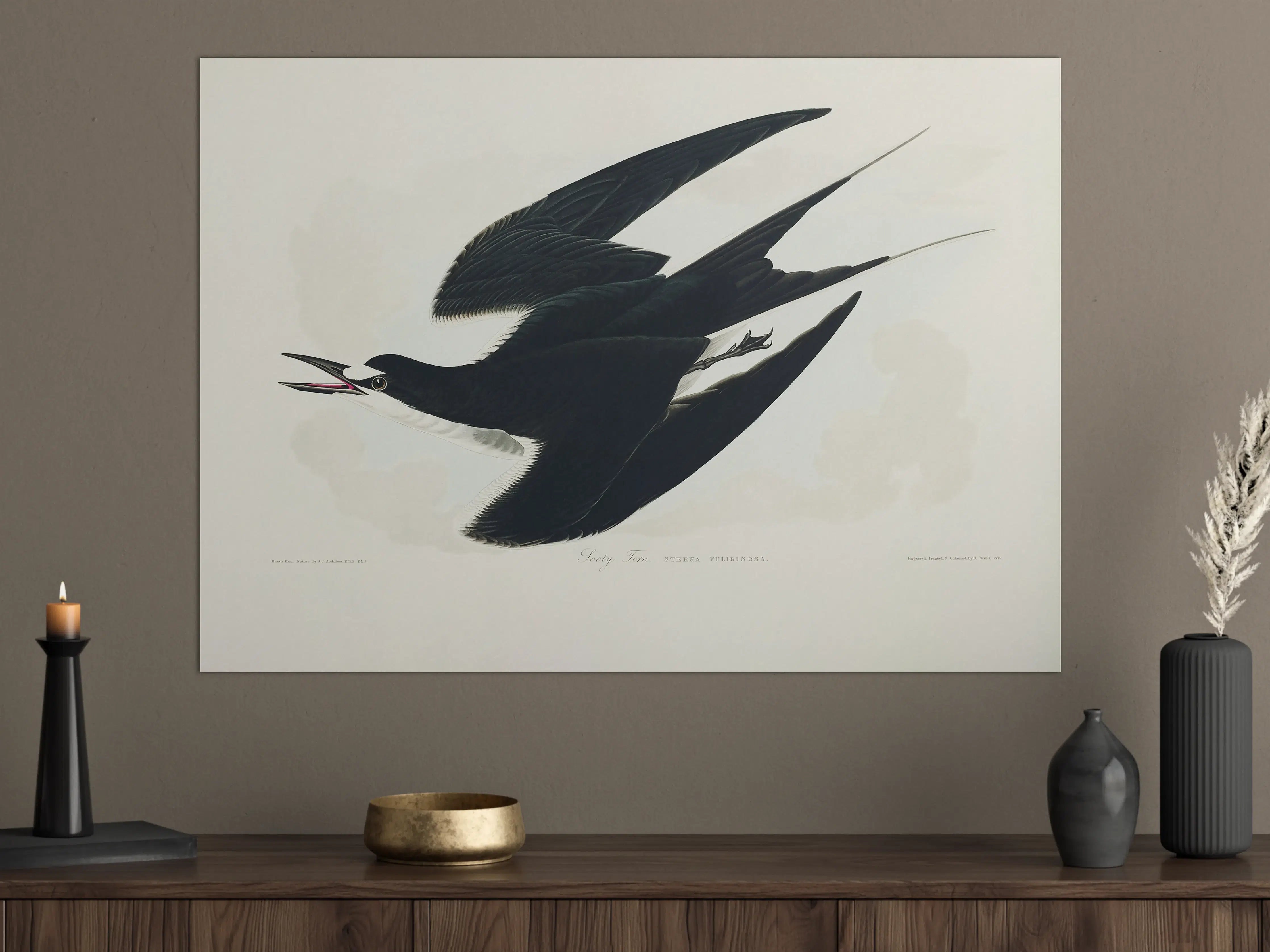 Große Wandbilder - Rußseeschwalbe Portrait - John James Audubon