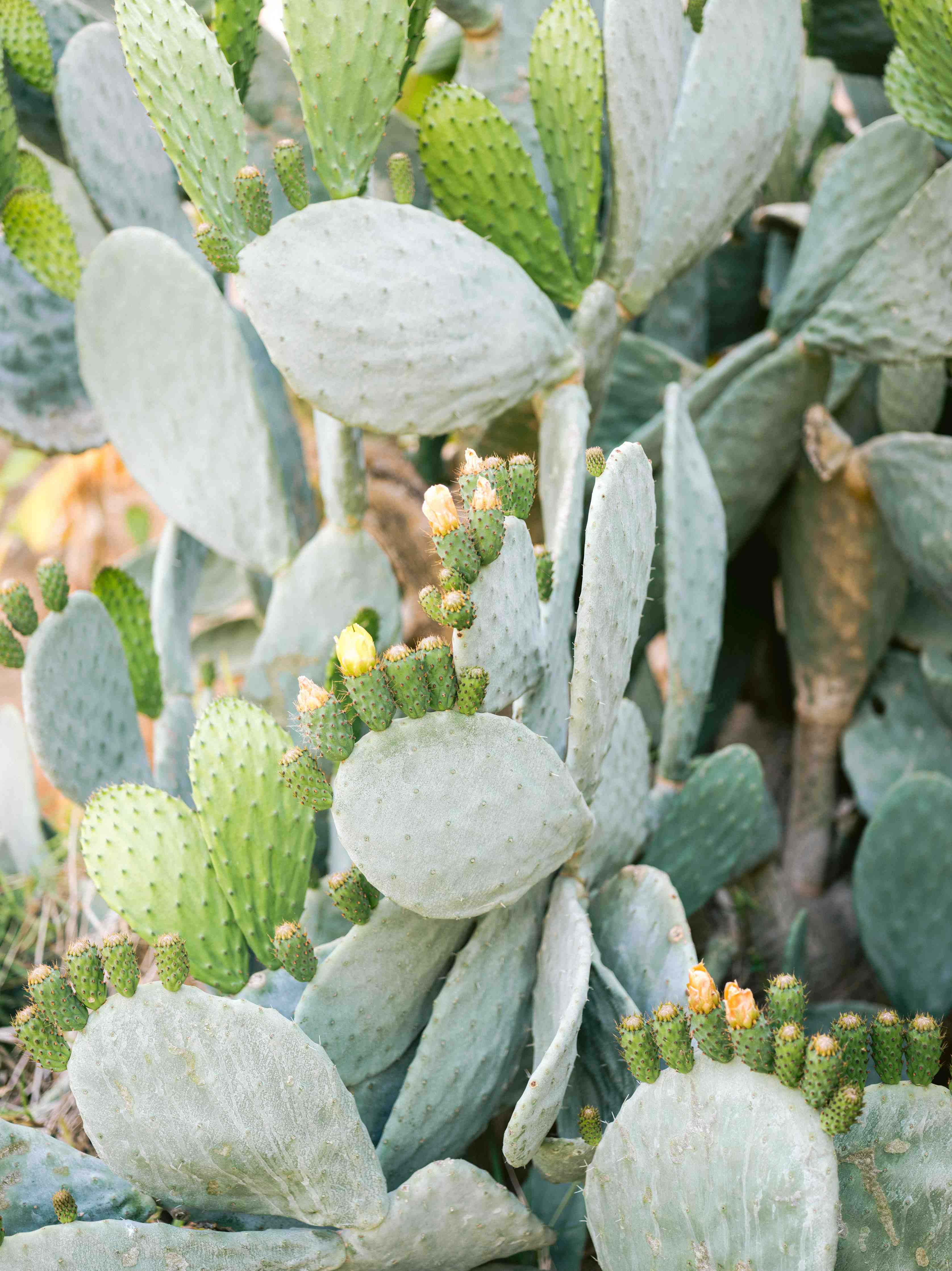Große Wandbilder-Saftige Prickly Pear Kakteen