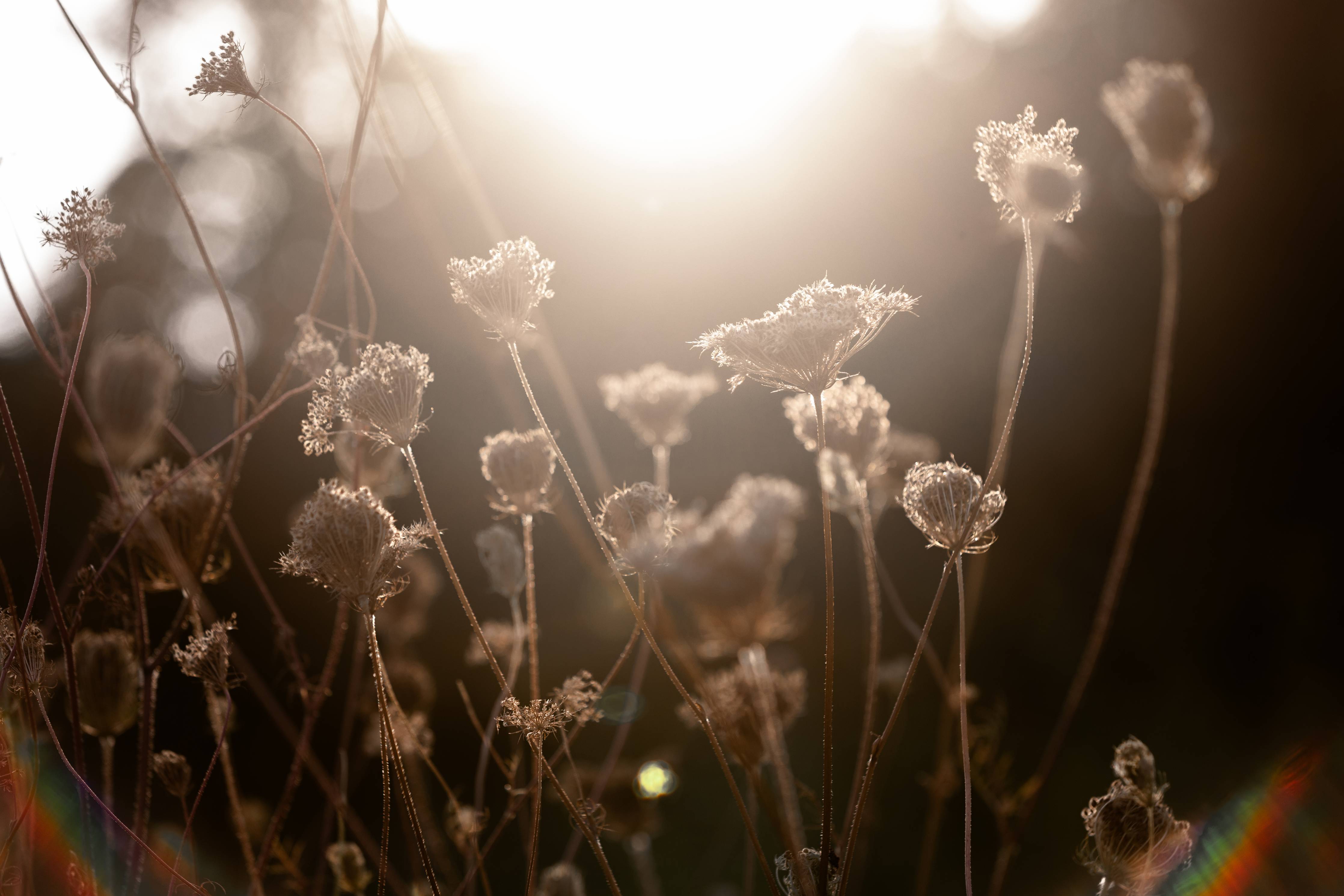 Große Wandbilder-Sanfte Blüten im Graulicht