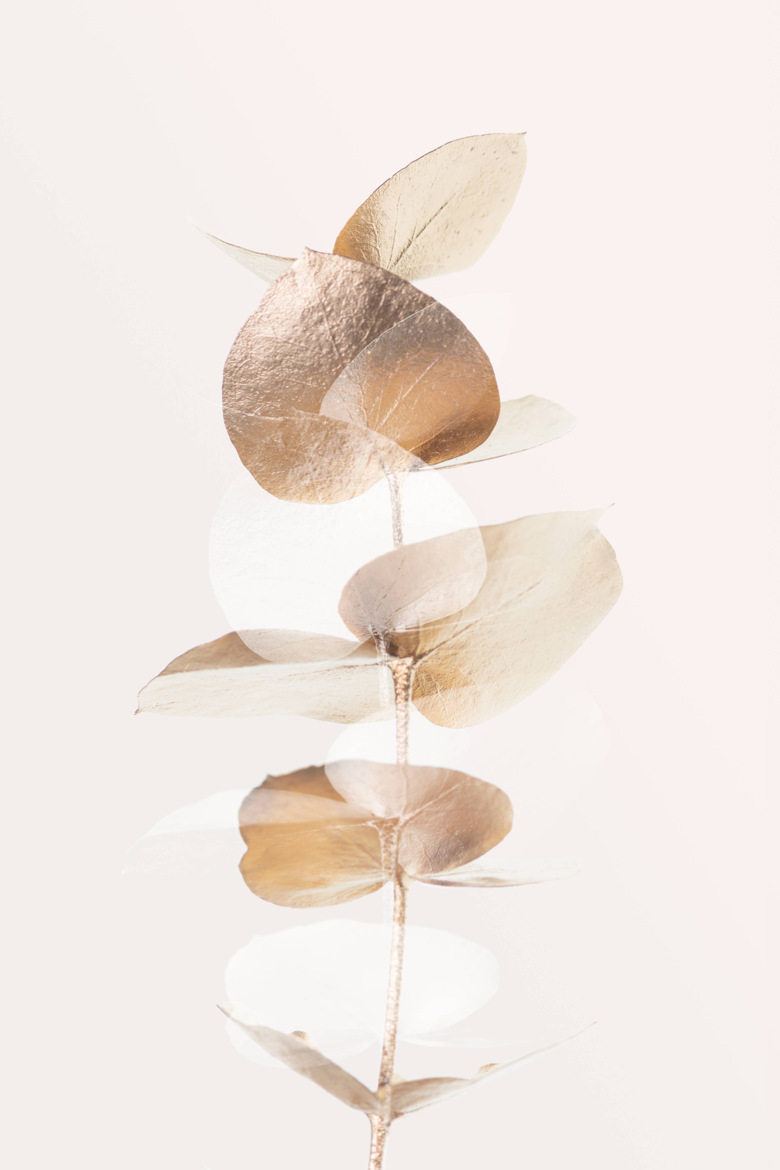Große Wandbilder-Sanfte Eukalyptusblätter in neutralen Tönen