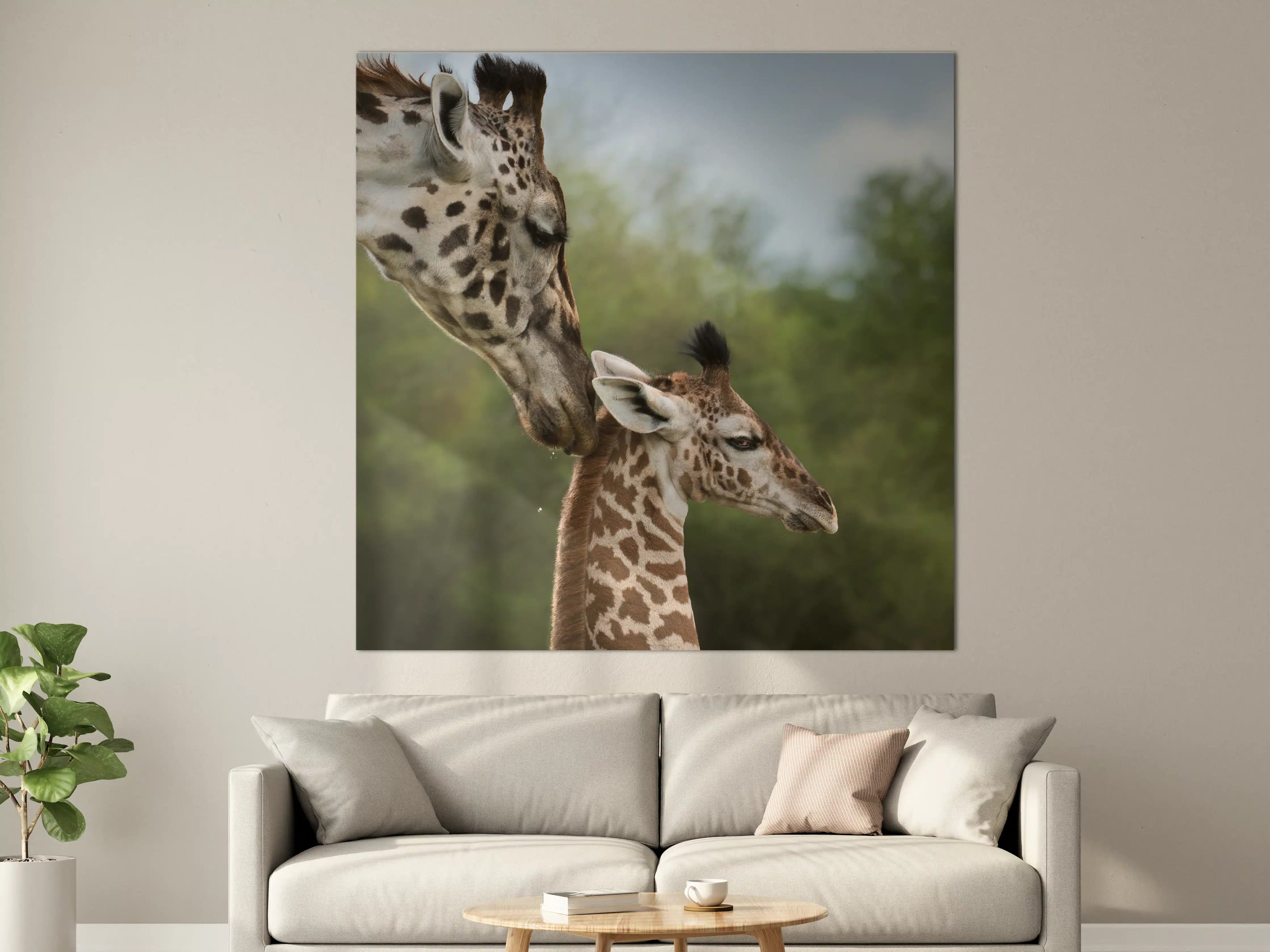 Große Wandbilder - Sanfte Giraffen in freier Natur