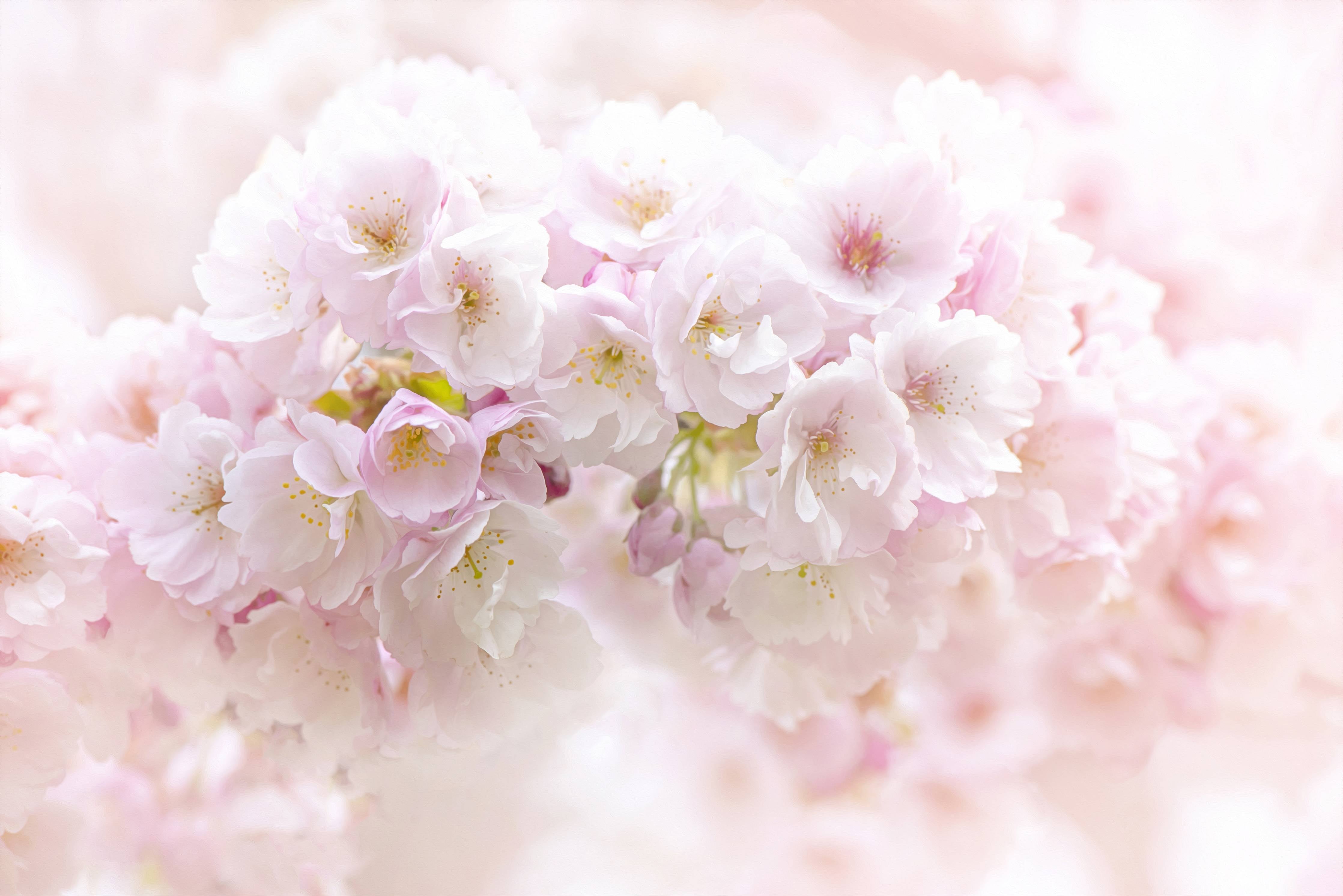 Große Wandbilder-Sanfte Kirschblüten in Pastellrosa
