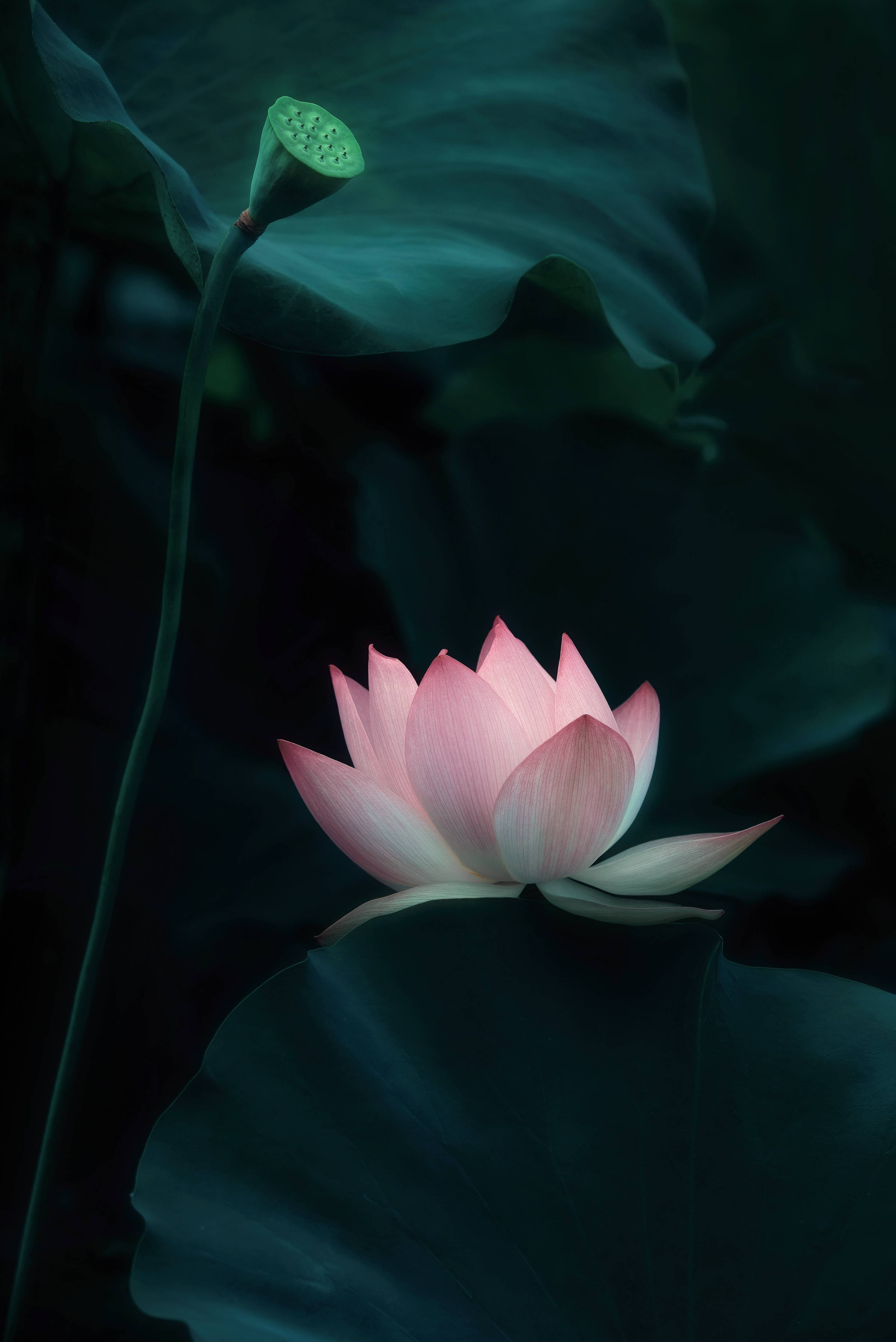 Große Wandbilder-Sanfte Lotus-Blüte im Wasser