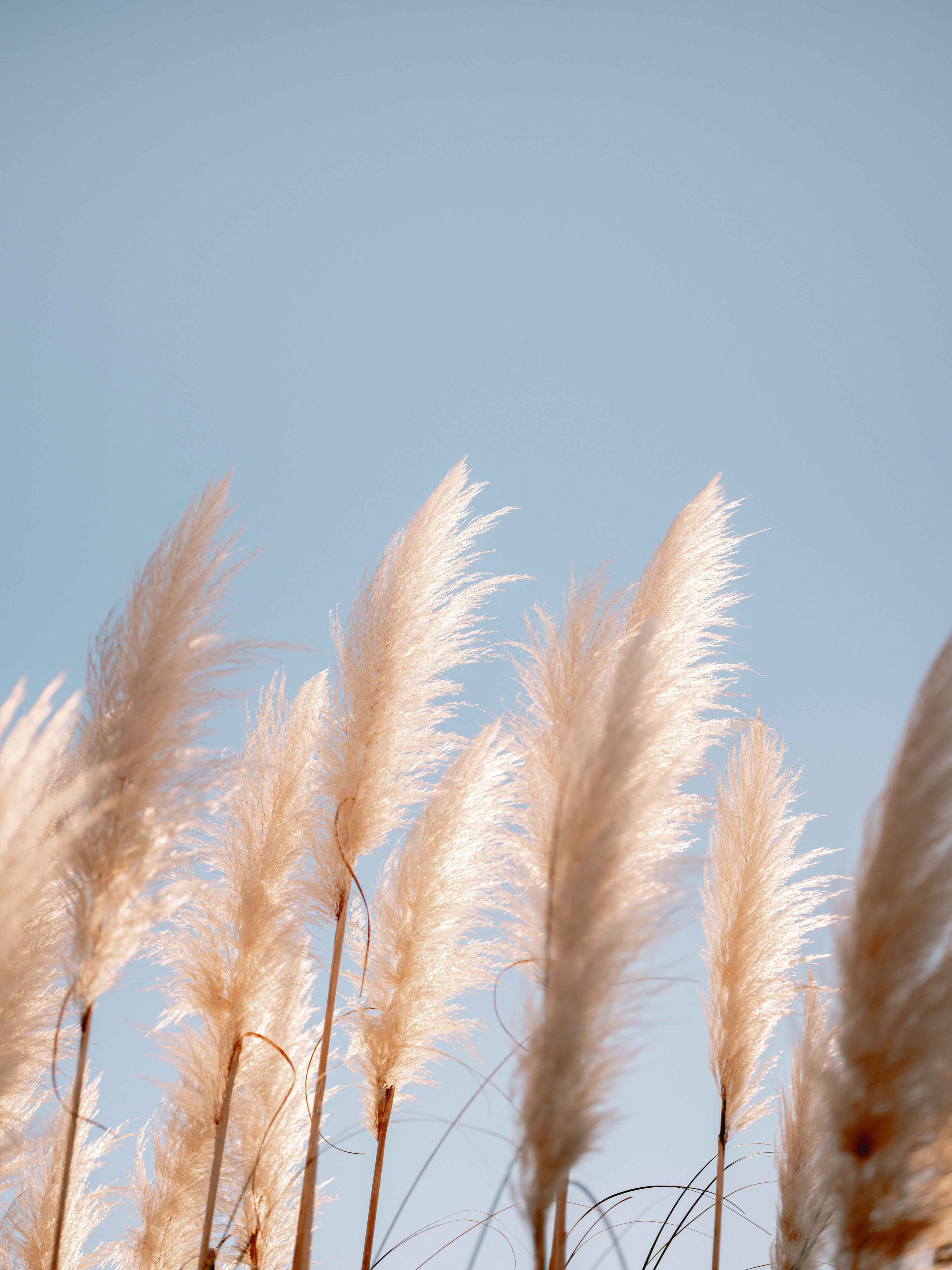 Große Wandbilder-Sanfte Pampasgräser vor blauem Himmel