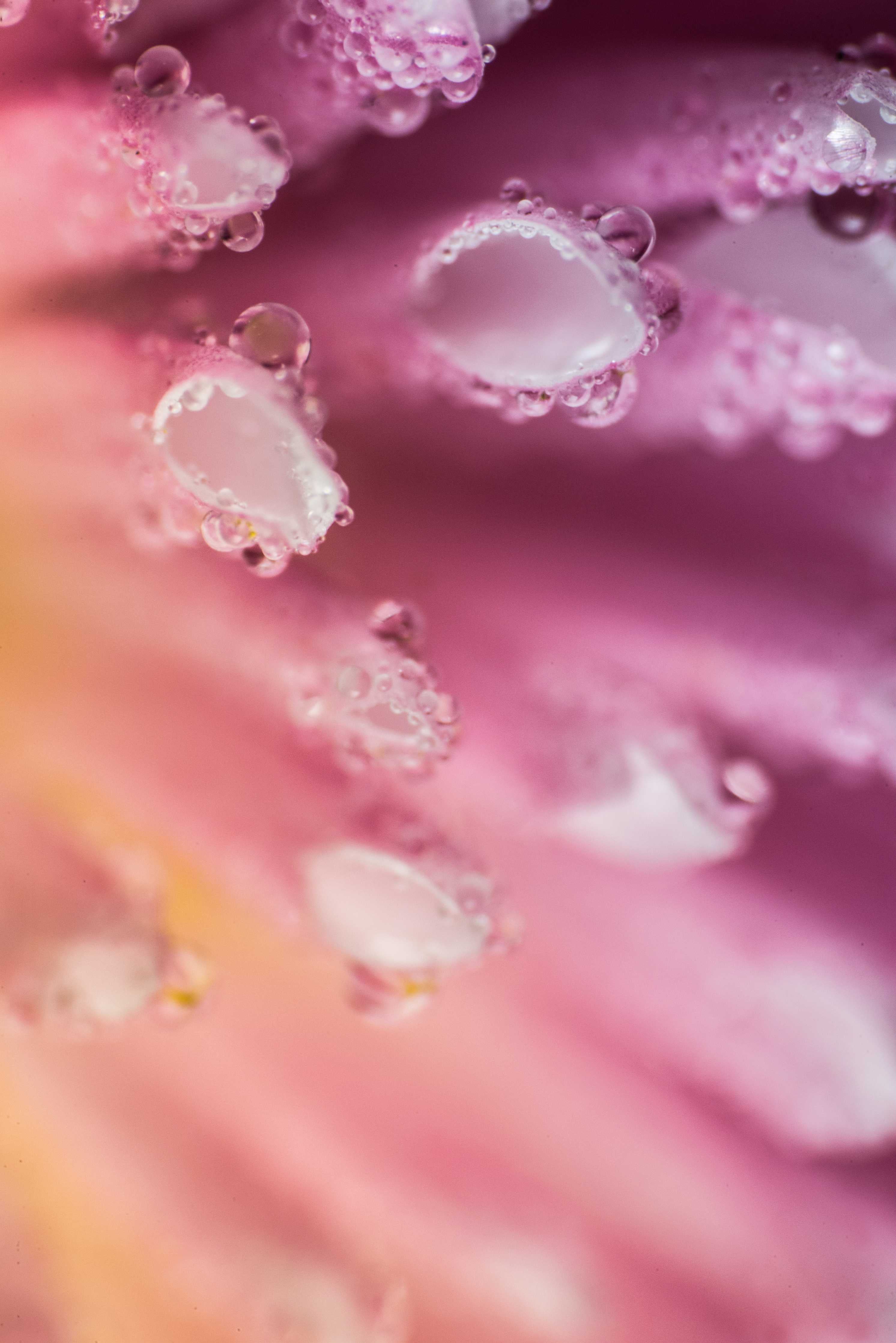 Große Wandbilder-Sanfte Rosafarbe mit Wassertropfen-Details