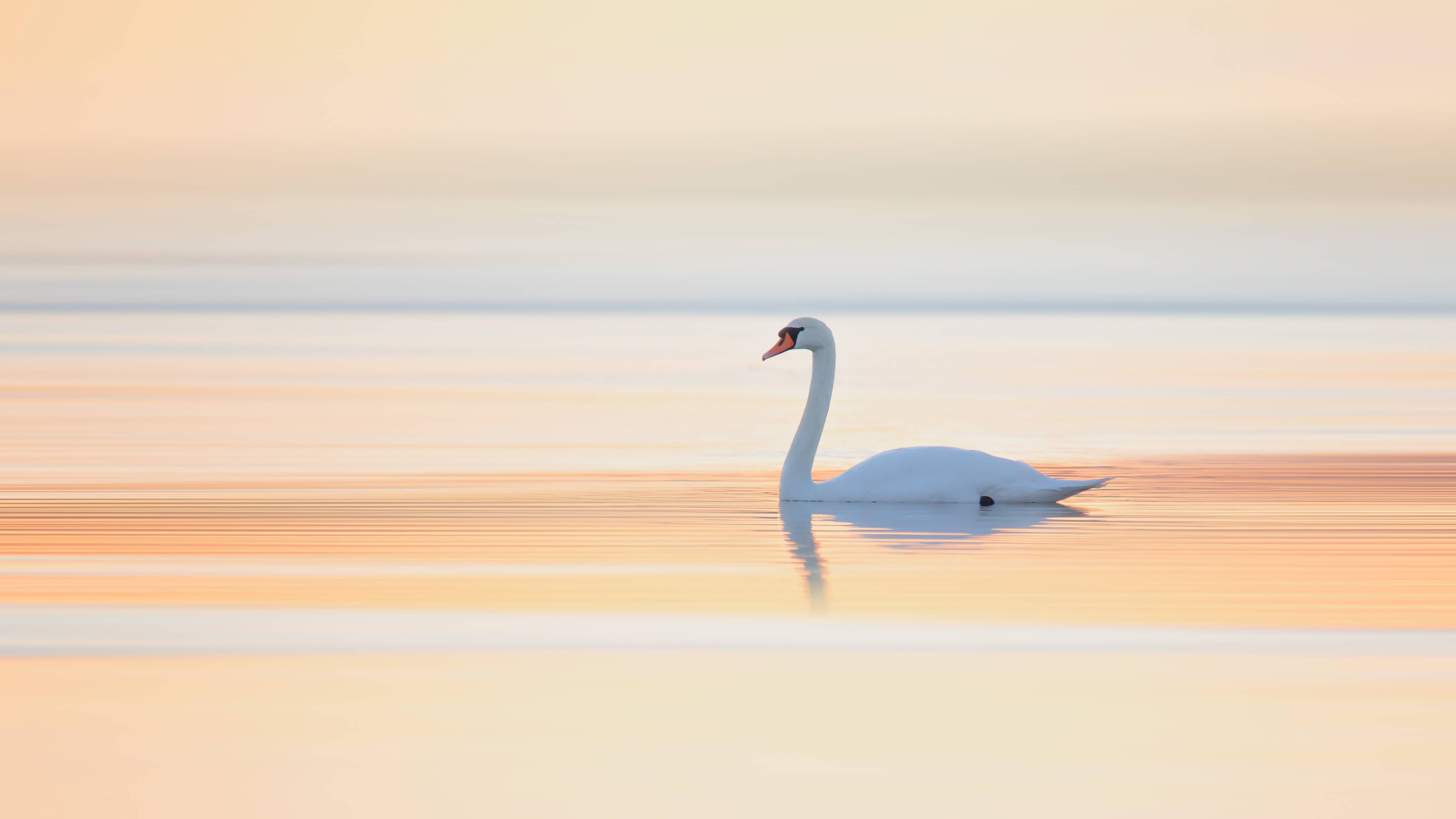 Große Wandbilder-Sanfte Schwäne im Sonnenuntergang