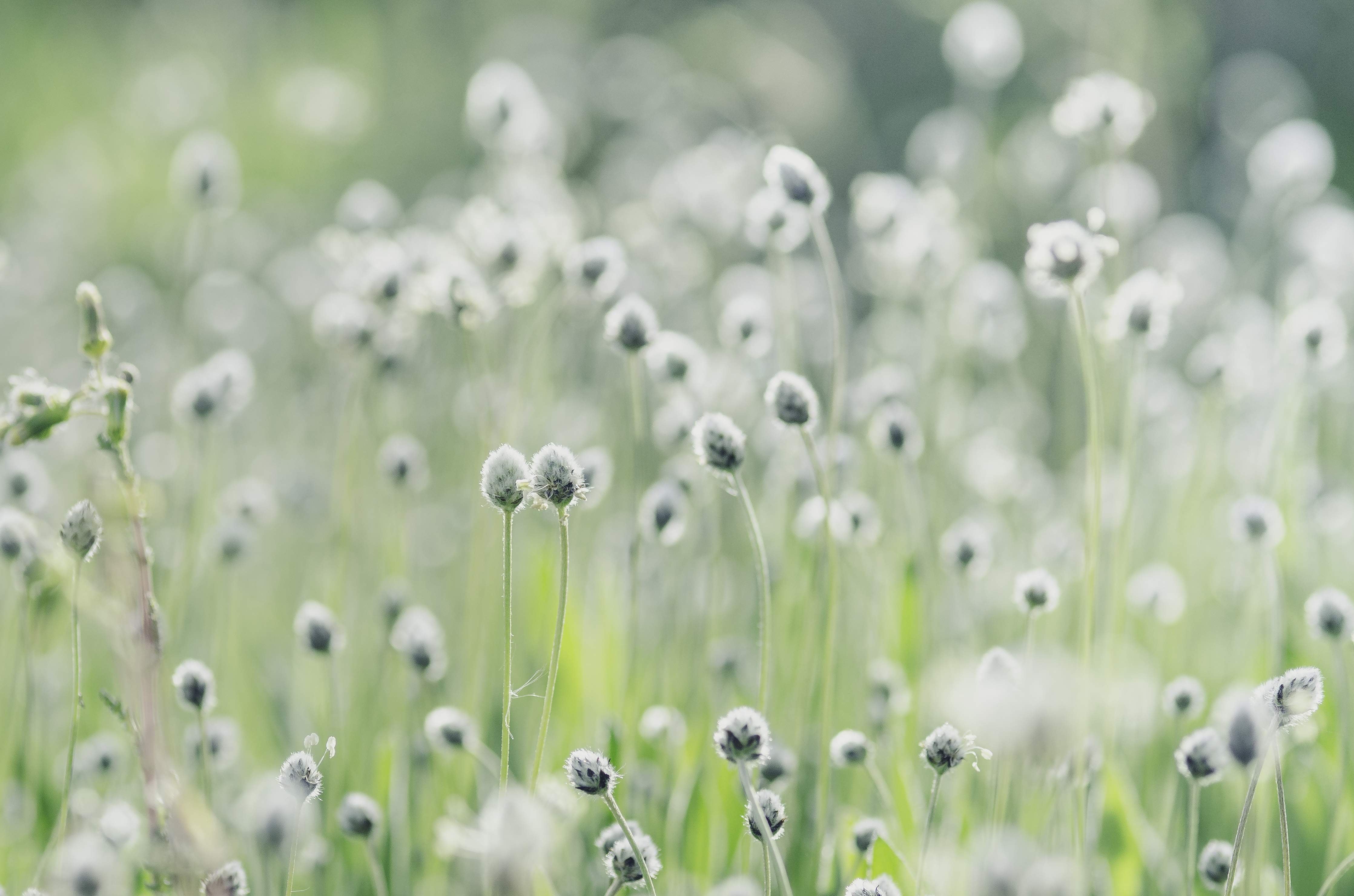 Große Wandbilder-Sanfte Wildblumenwiese
