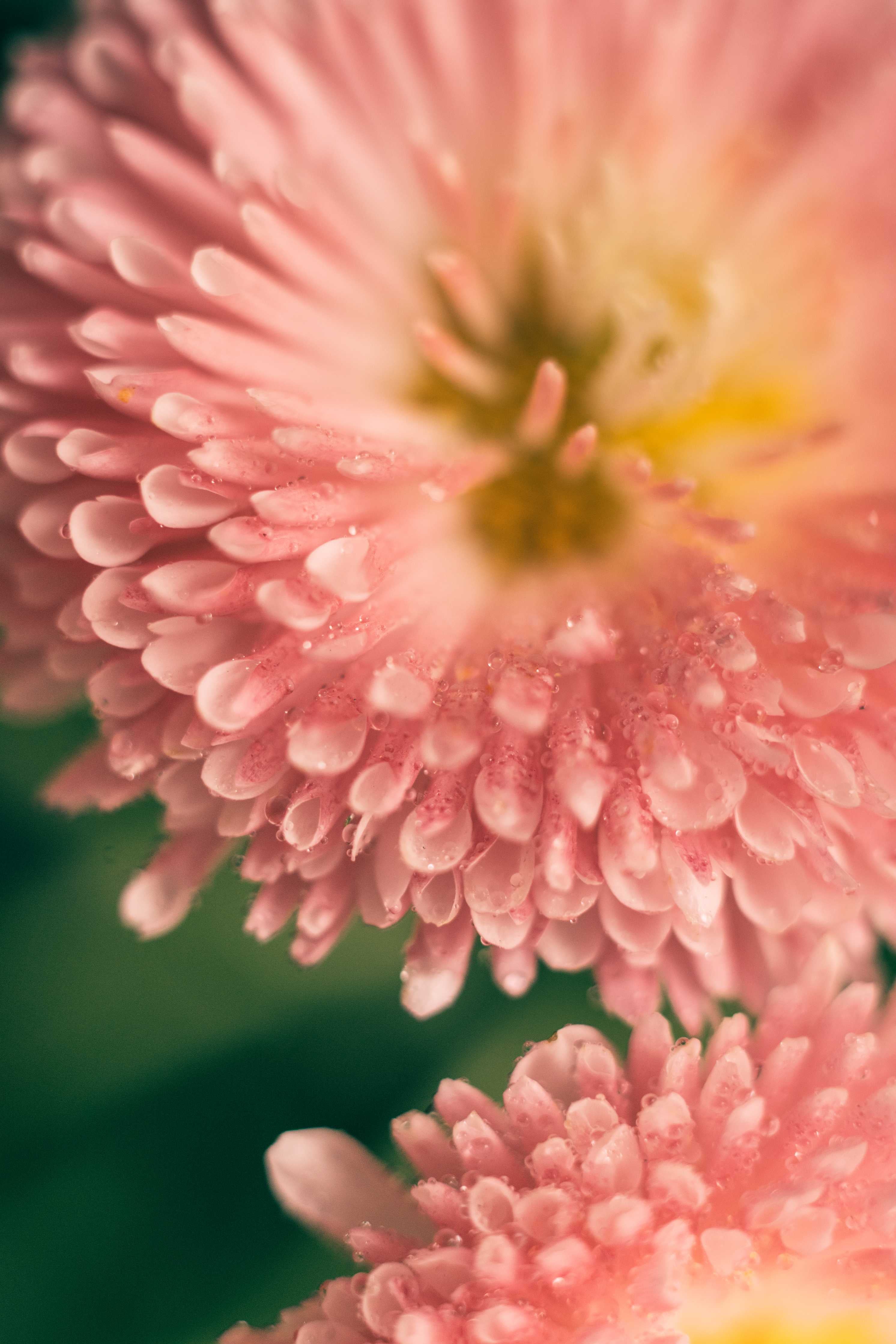 Große Wandbilder-Sanfte pinke Blüten mit Wassertröpfchen