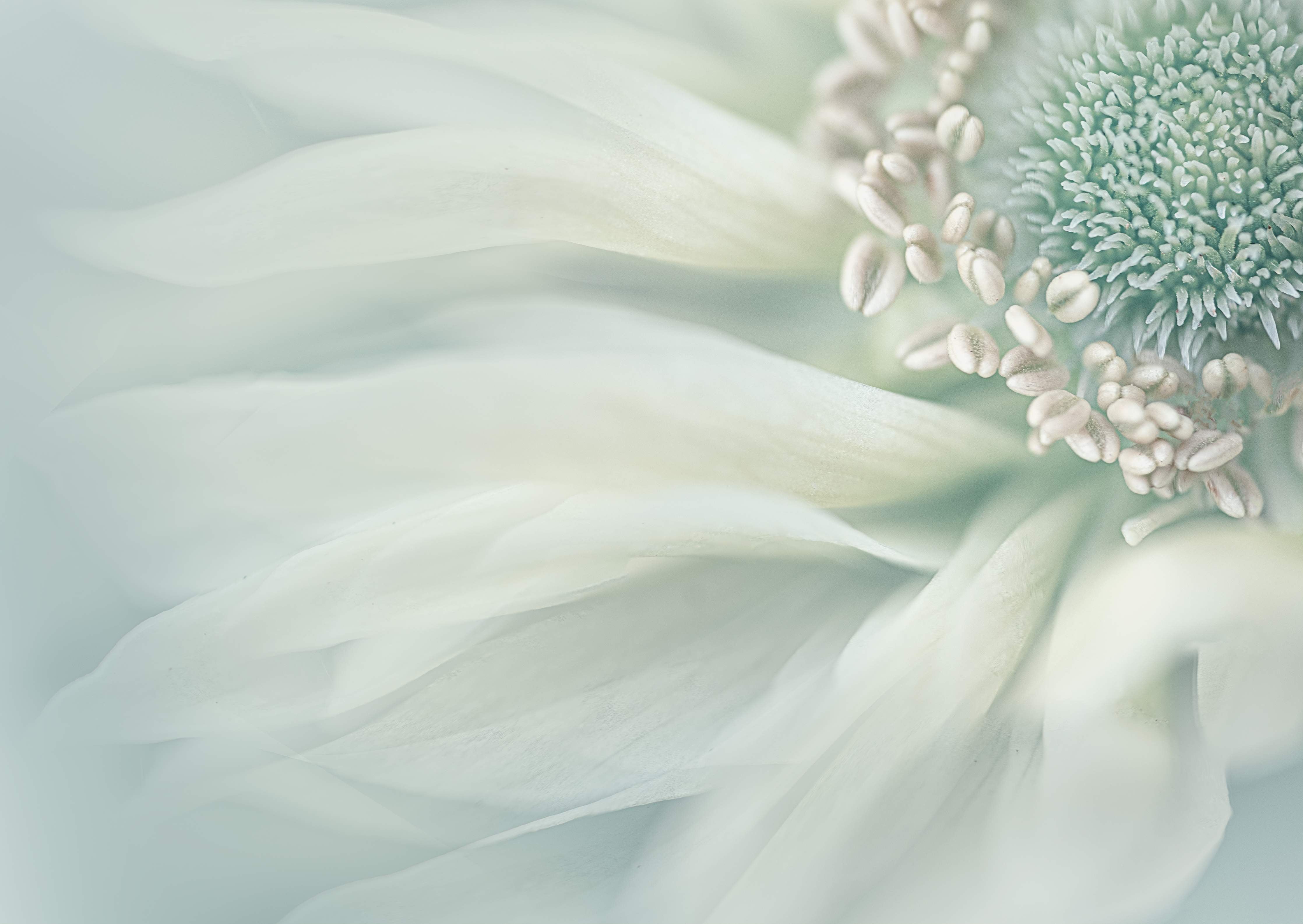 Große Wandbilder-Sanfte weiße Blume mit zarter Textur