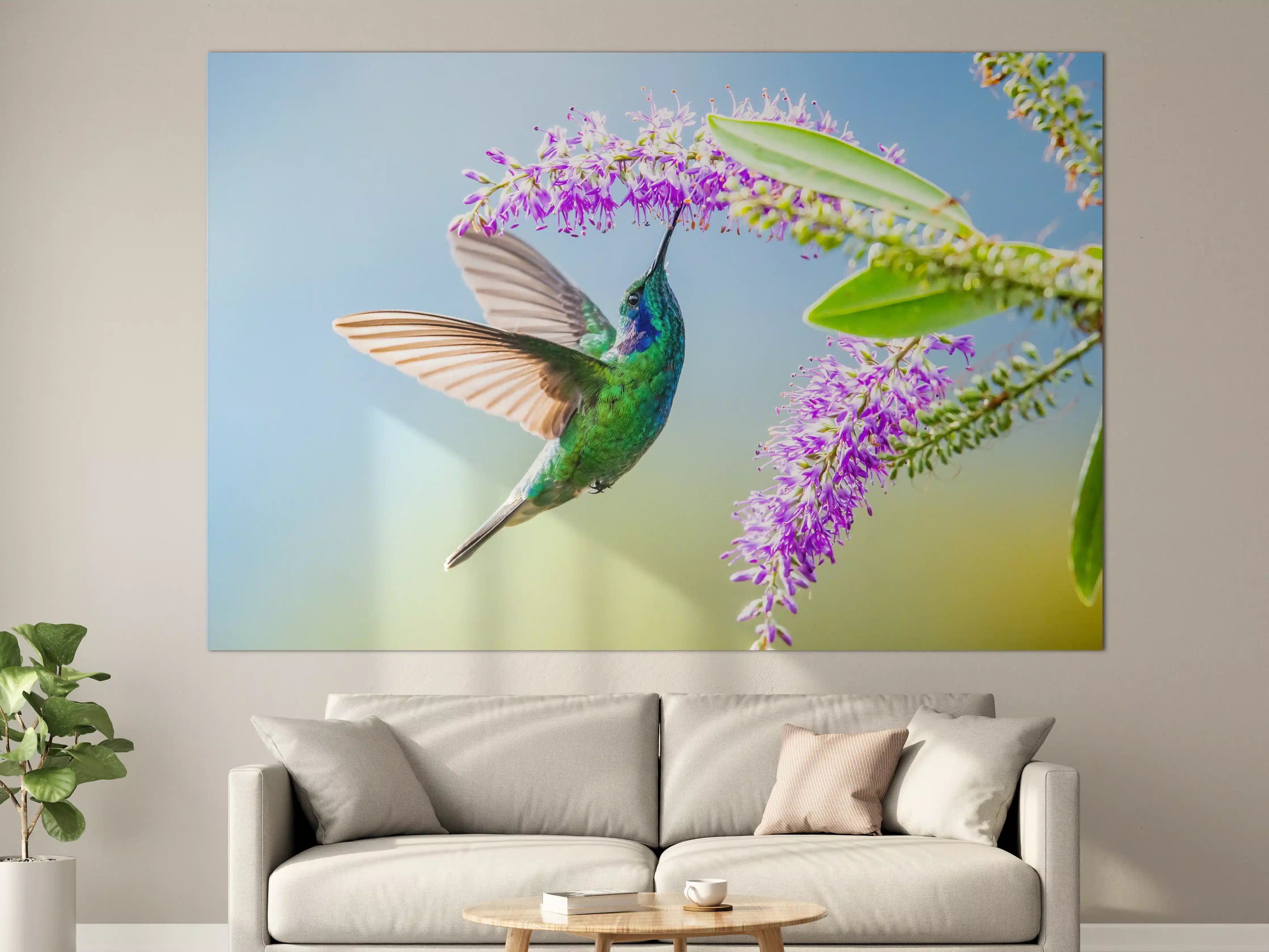 Große Wandbilder - Schimmernder Kolibri mit Lavendelblüten