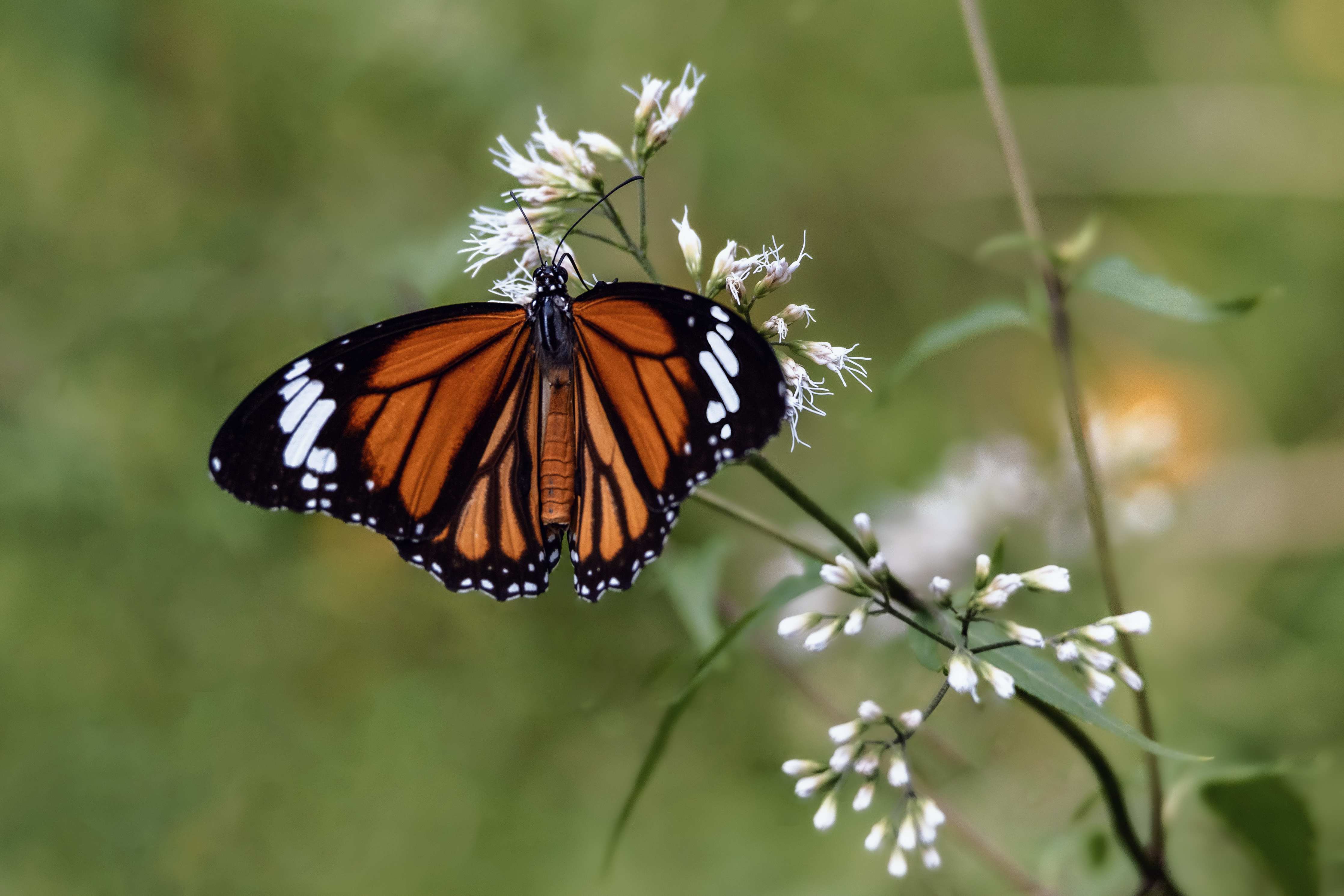 Große Wandbilder-Schmetterling auf weißen Blüten