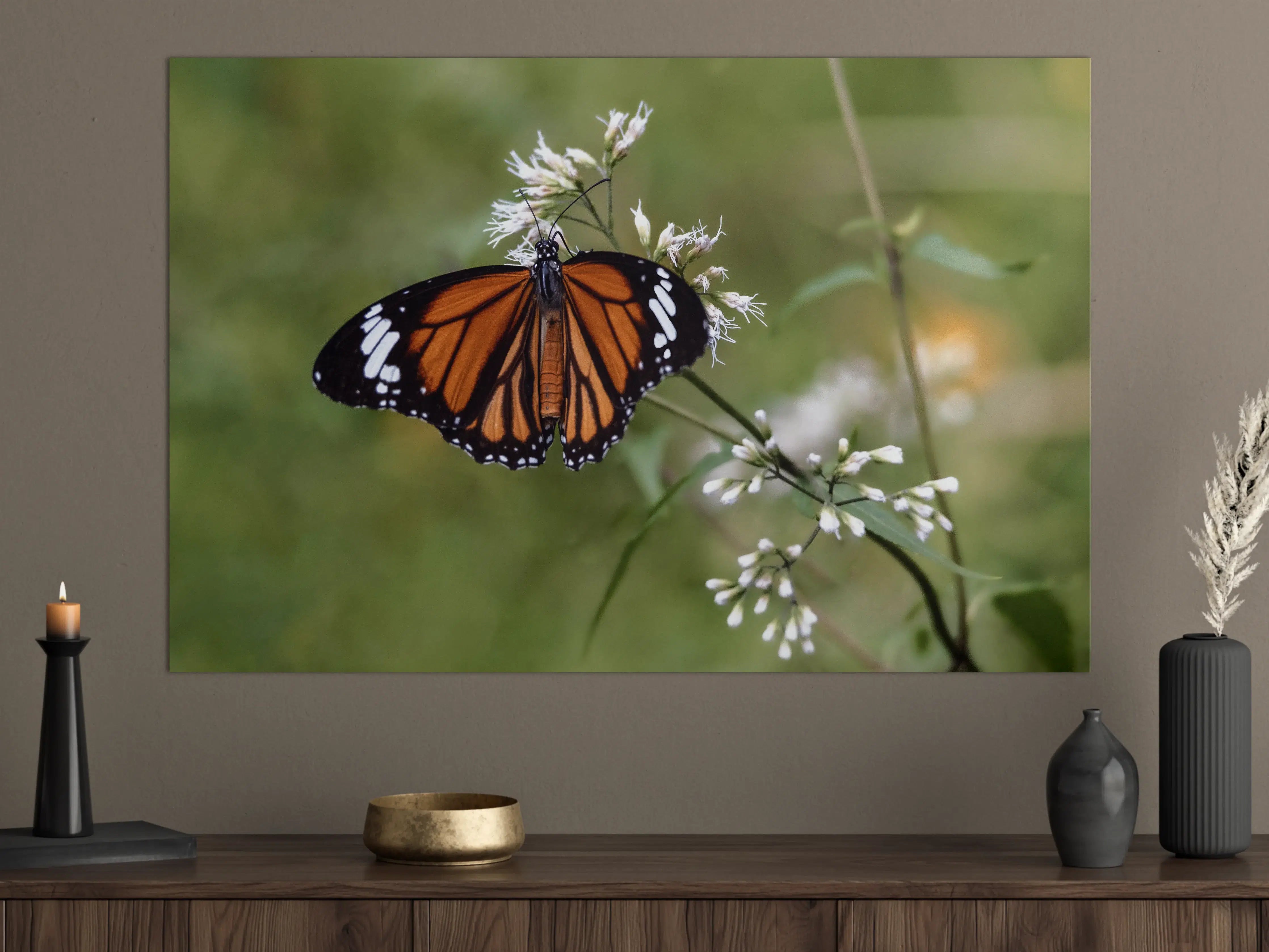 Große Wandbilder - Schmetterling auf weißen Blüten