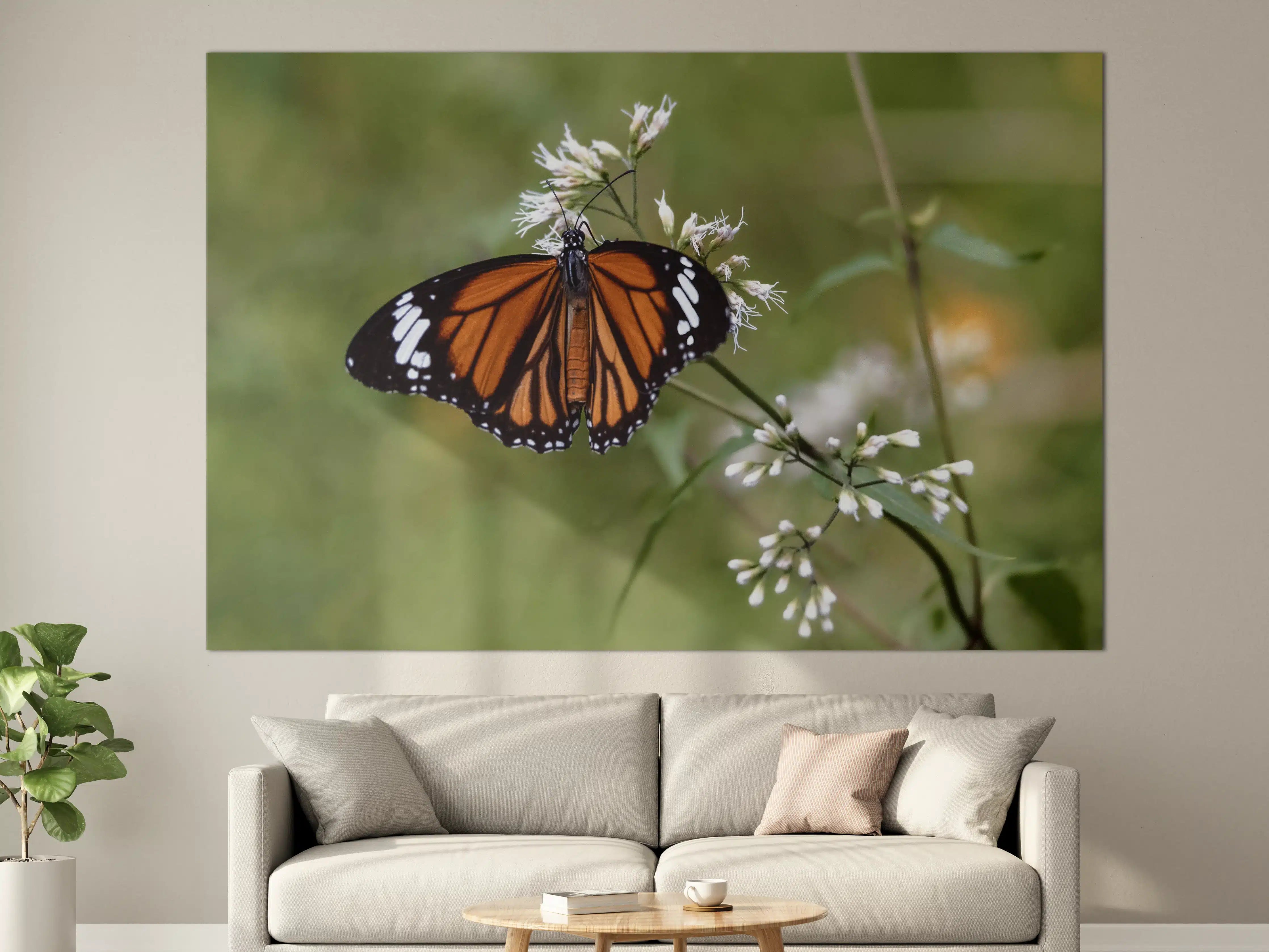 Große Wandbilder - Schmetterling auf weißen Blüten