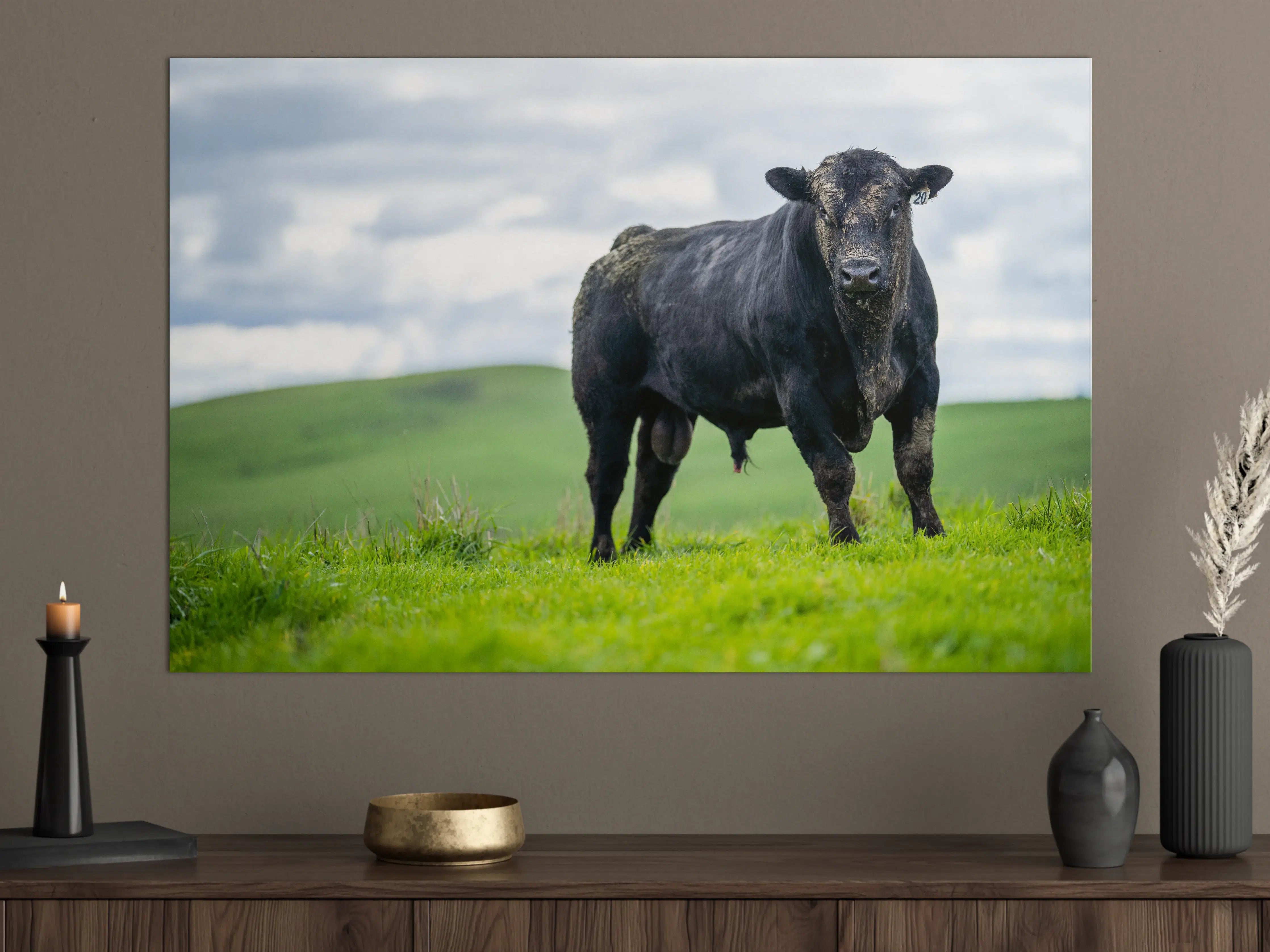 Große Wandbilder - Schmutziger Aberdeen Angus