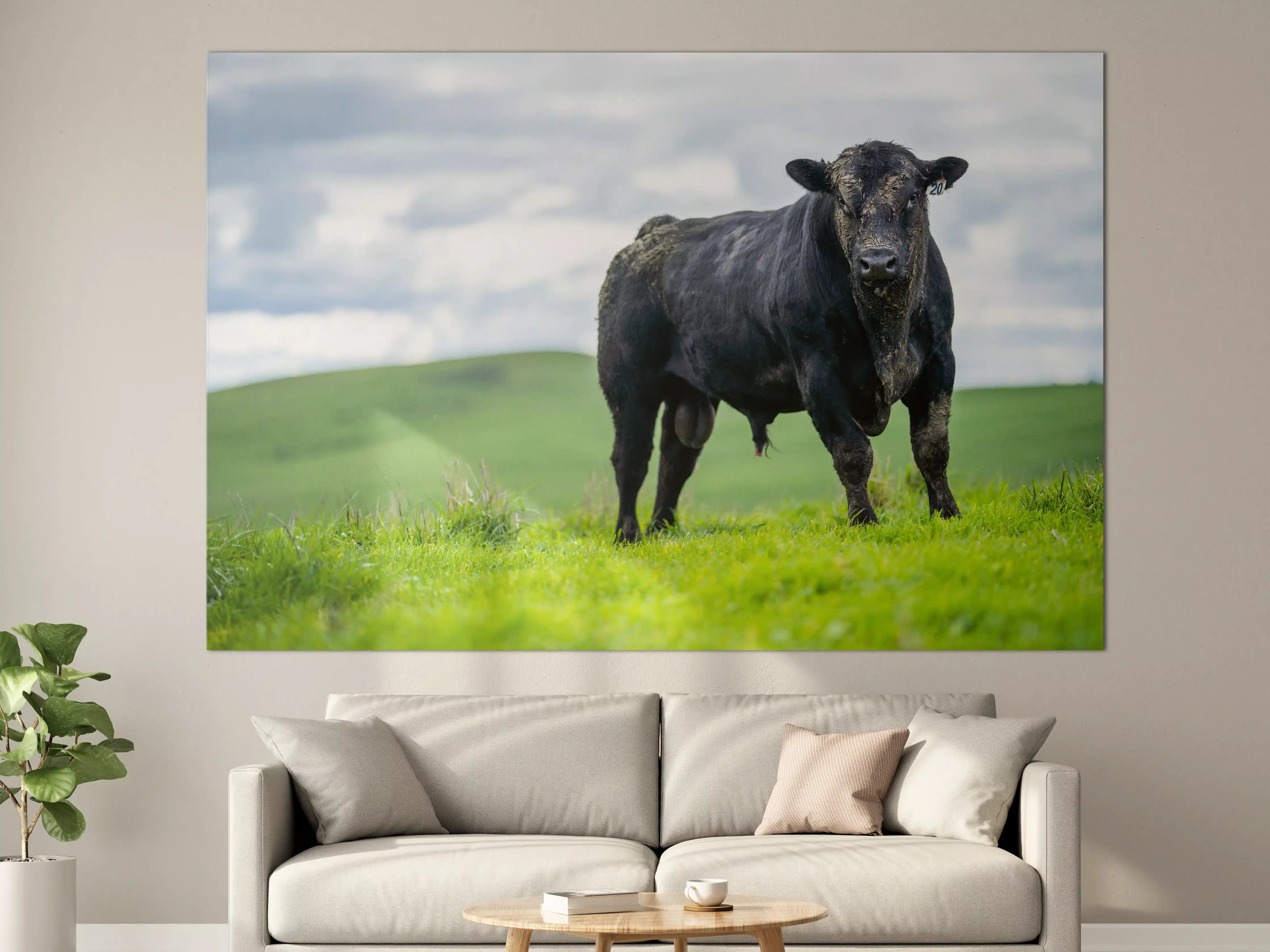 Große Wandbilder - Schmutziger Aberdeen Angus