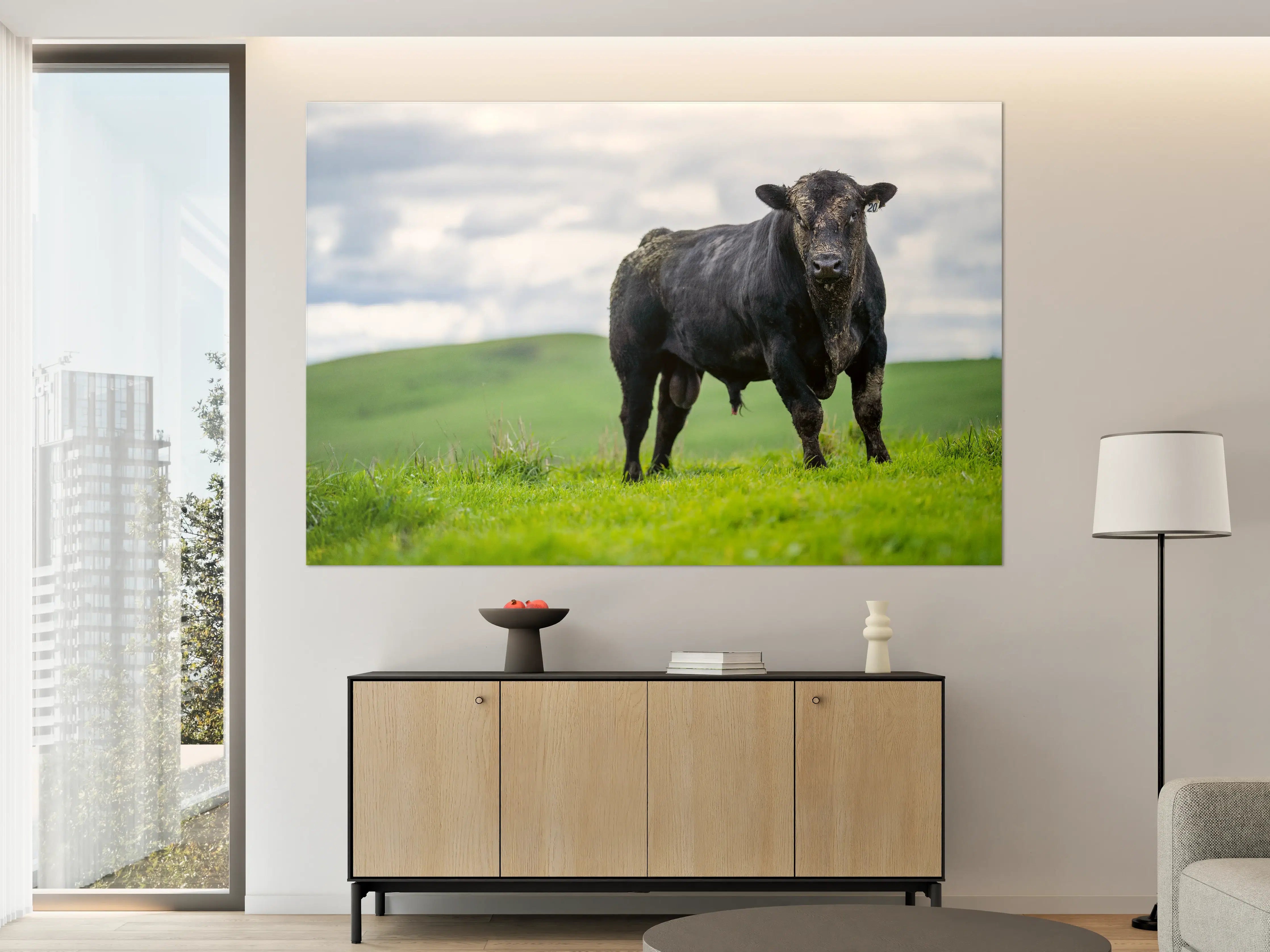 Große Wandbilder - Schmutziger Aberdeen Angus