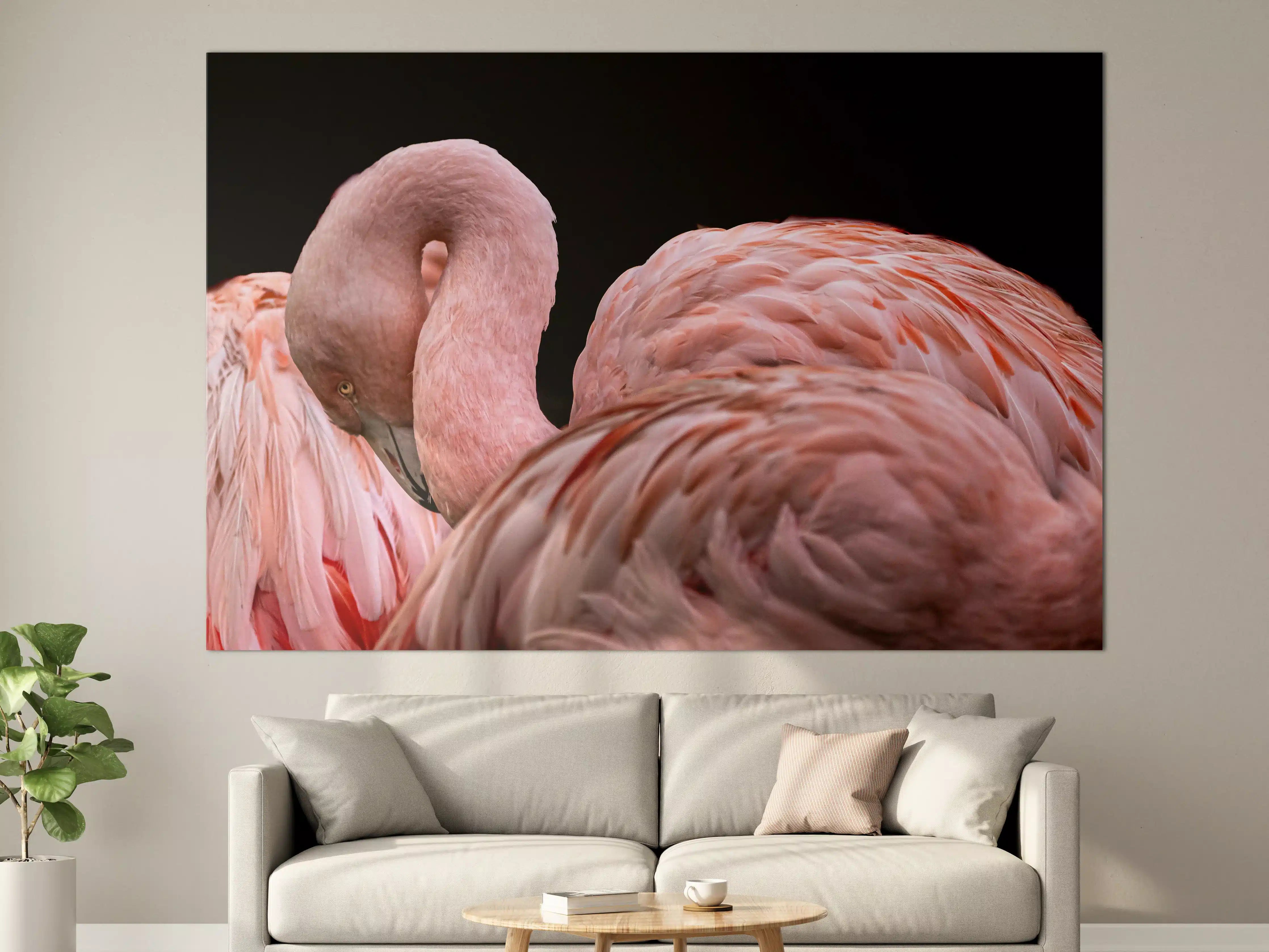 Große Wandbilder - Schnappschuss eines Flamingo