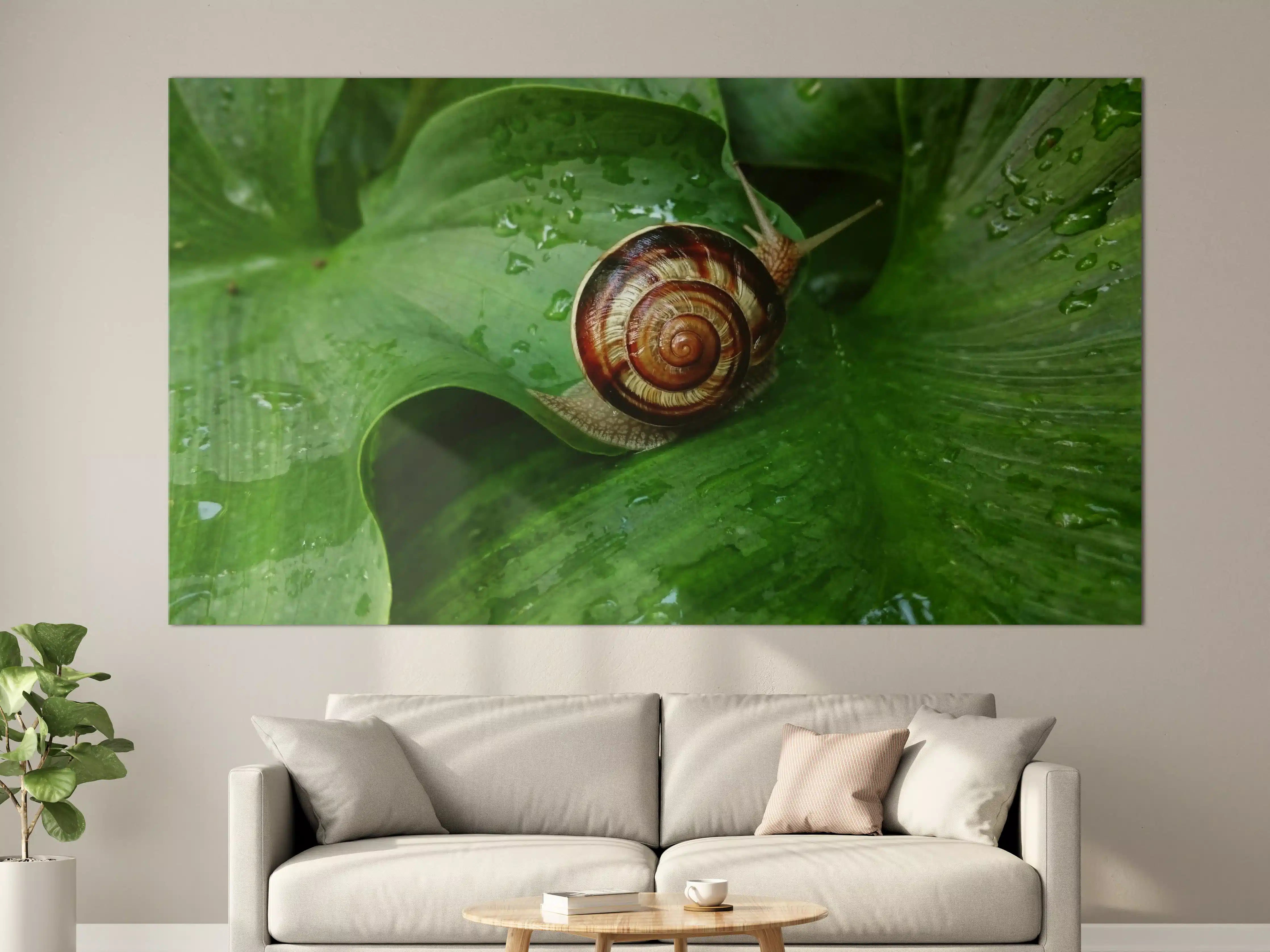 Große Wandbilder - Schnecke auf einem nassen Blatt