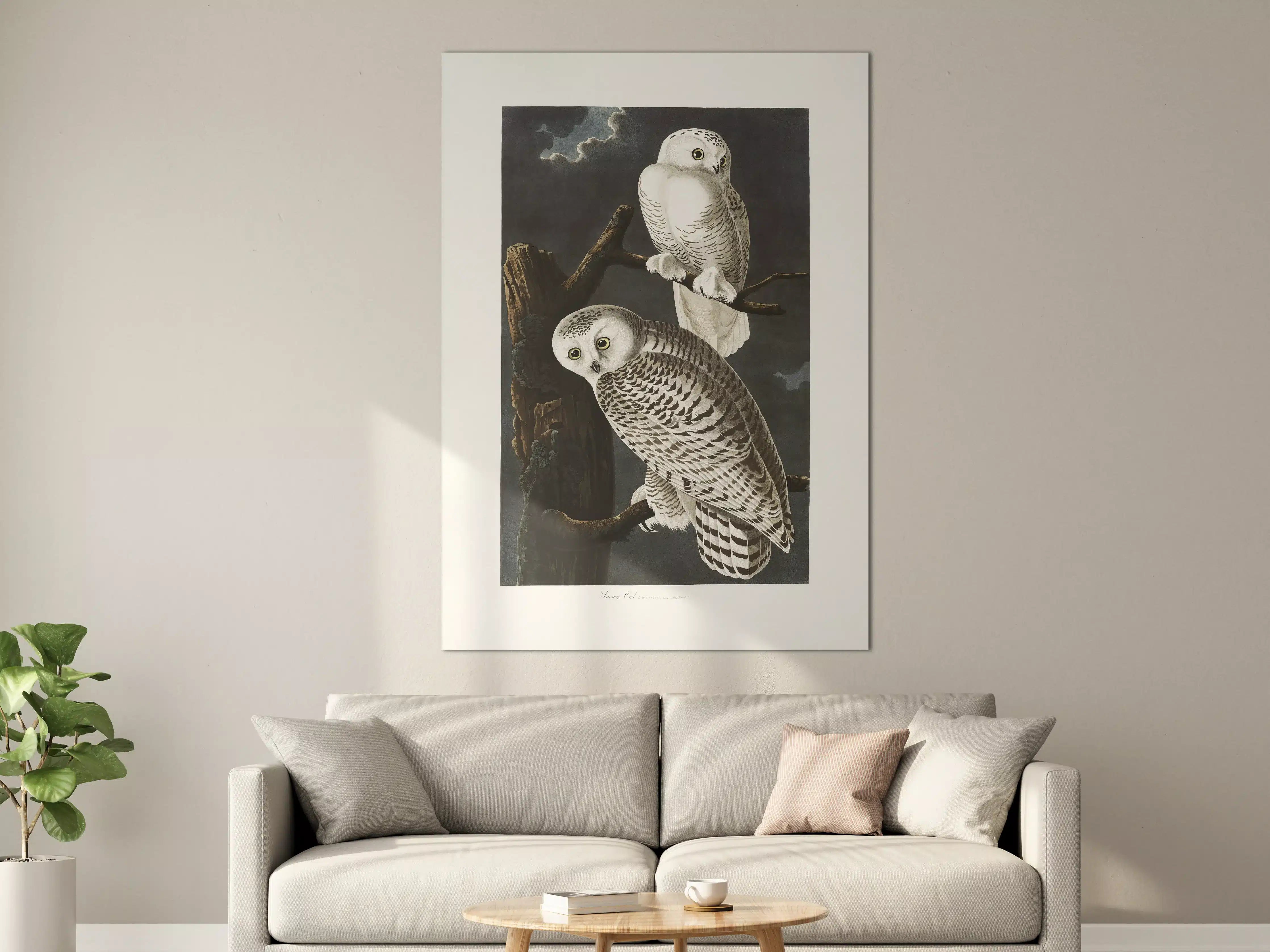 Große Wandbilder - Schneeweiße Eulen - John James Audubon