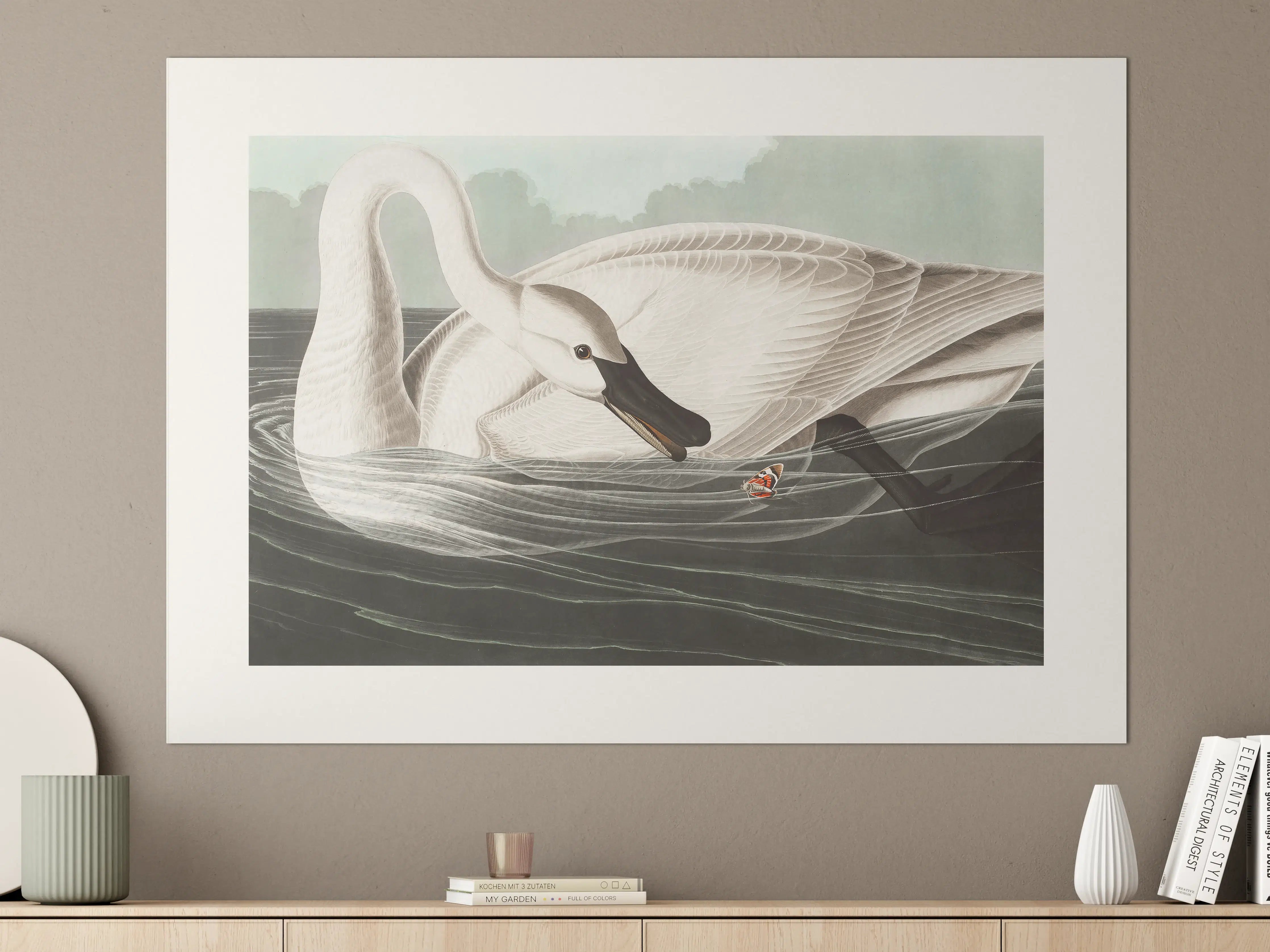 Große Wandbilder - Schneeweißer Schwan - John James Audubon