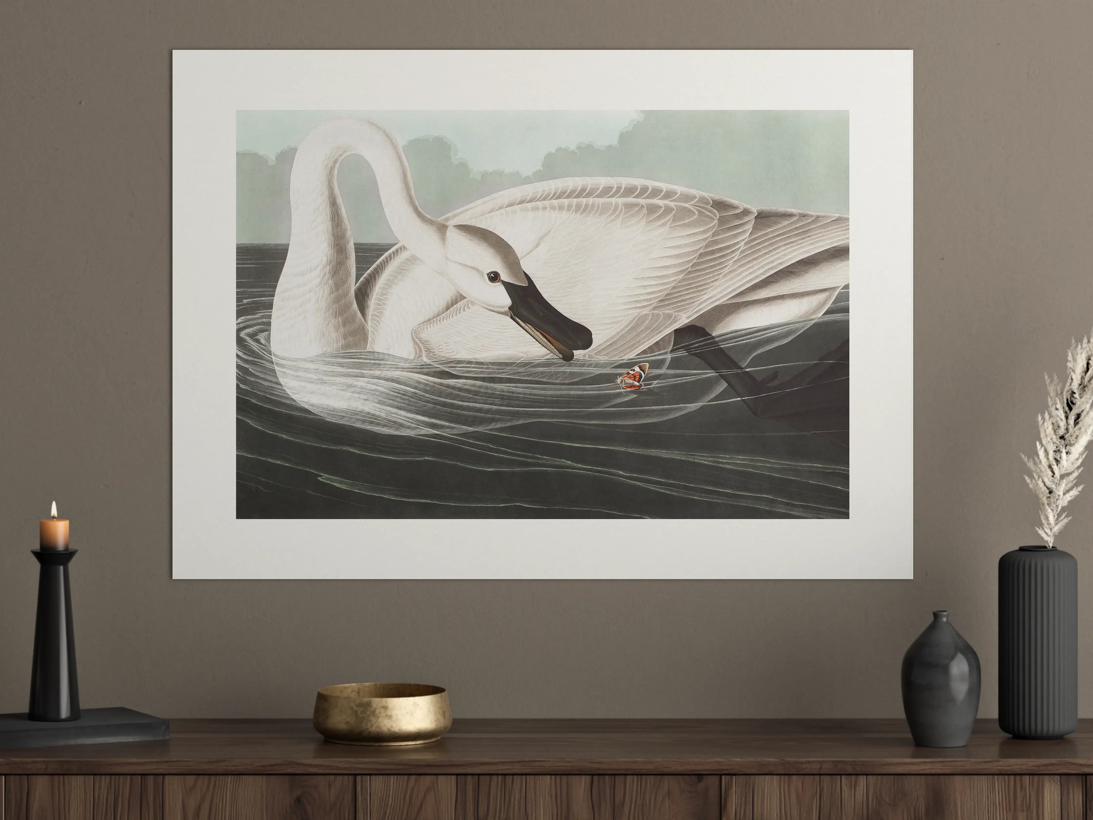 Große Wandbilder - Schneeweißer Schwan - John James Audubon
