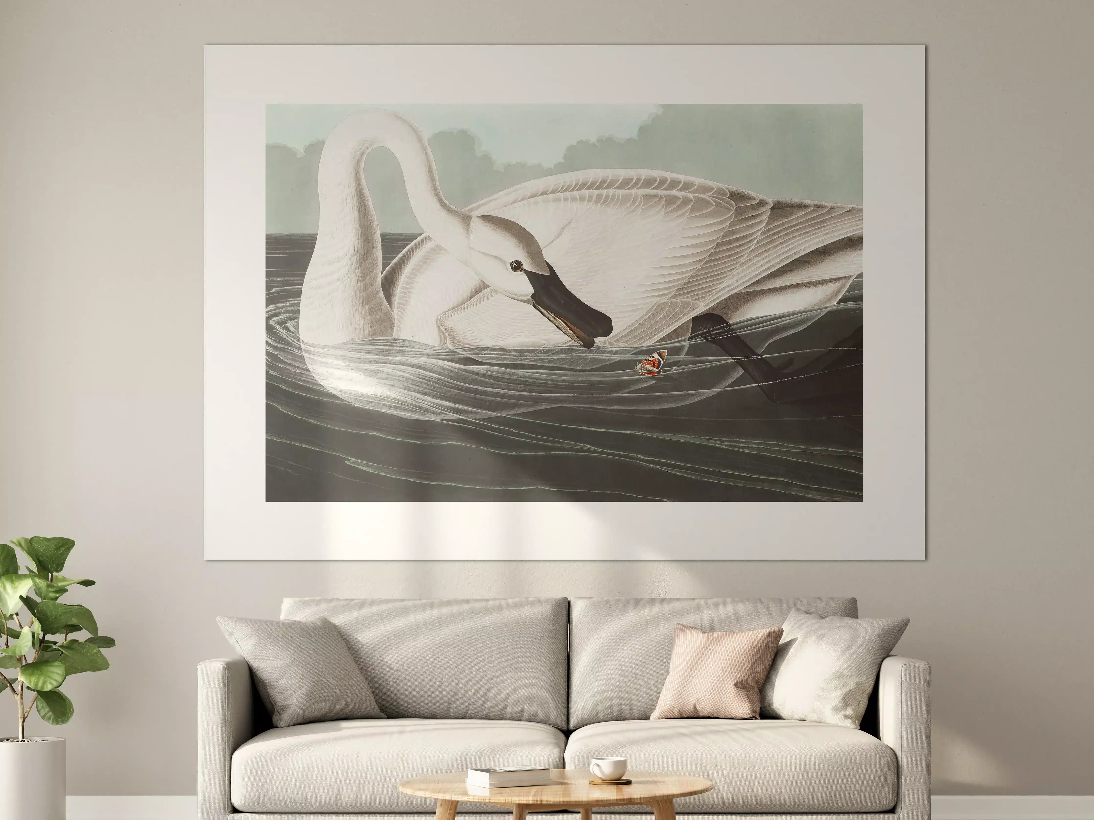 Große Wandbilder - Schneeweißer Schwan - John James Audubon