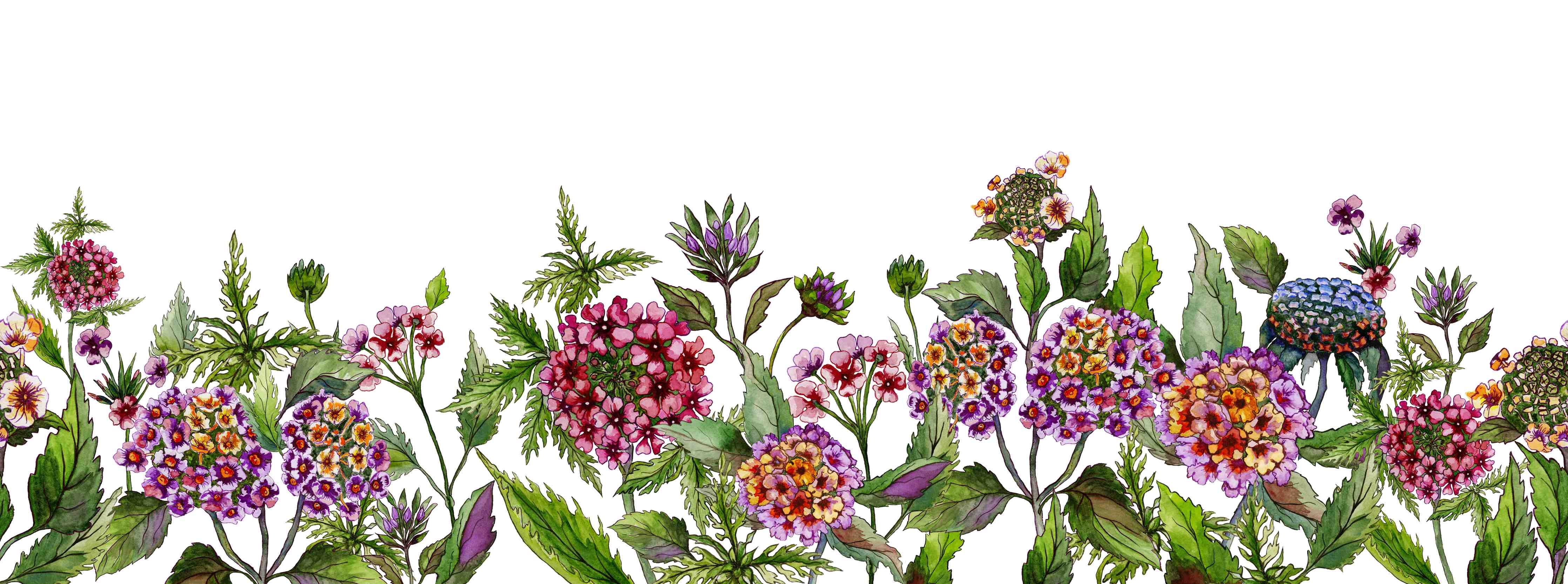 Große Wandbilder-Schöne Lantana-Blüten mit grünem Blätter
