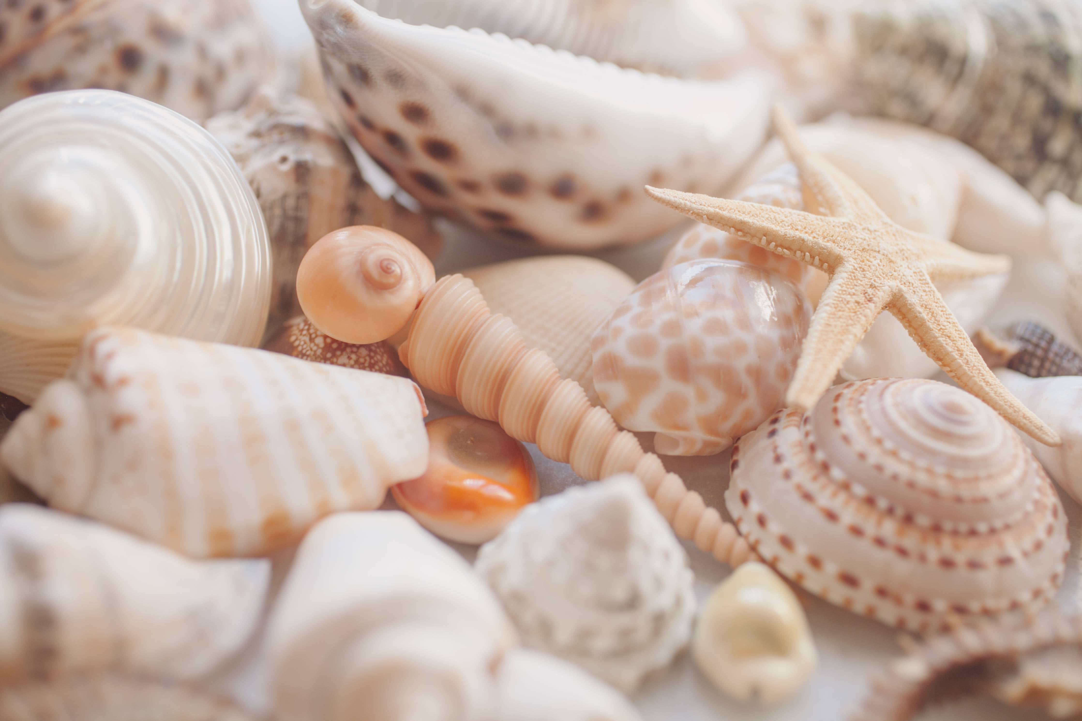 Große Wandbilder-Schöne Muschelsammlung