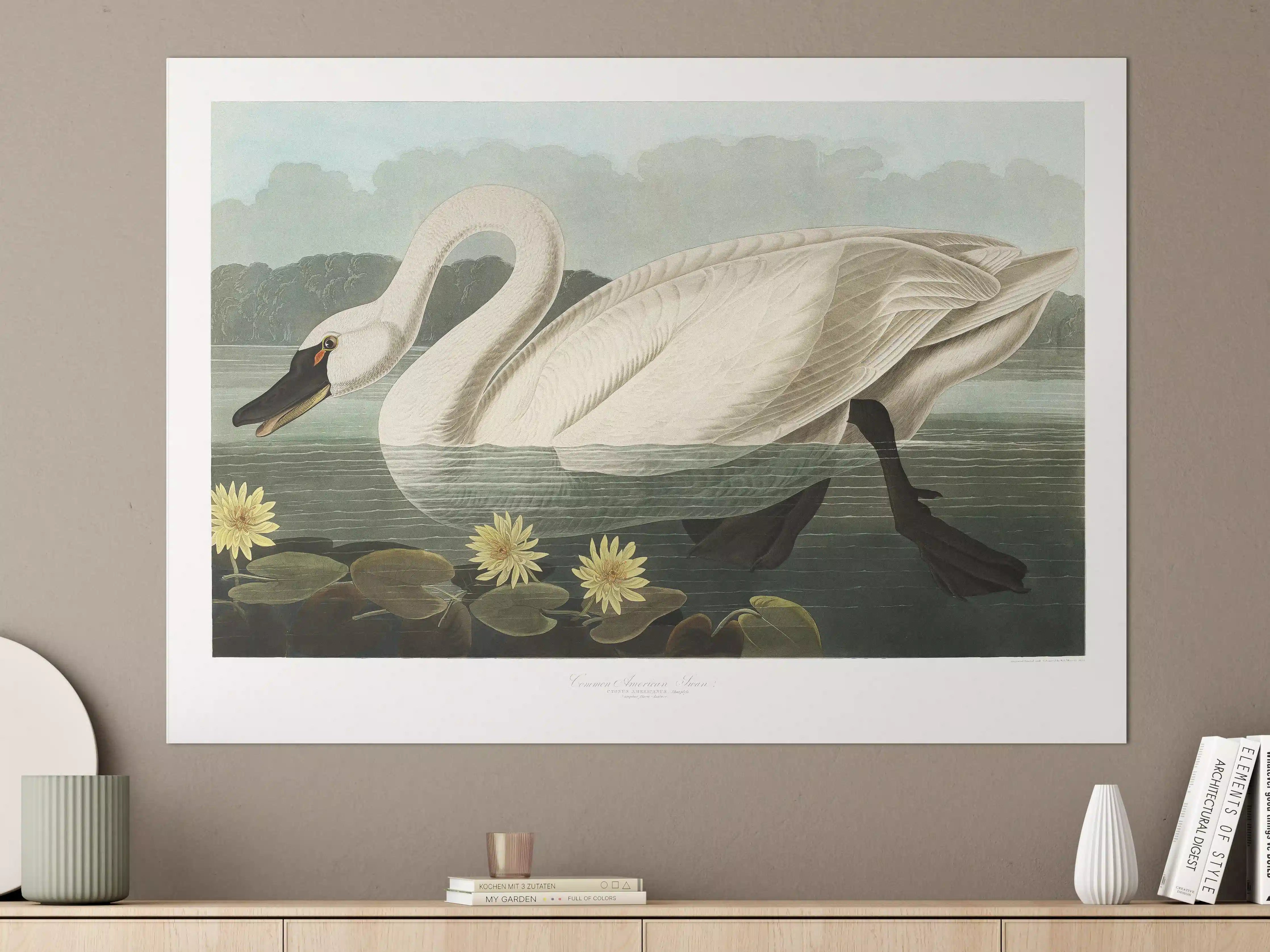 Große Wandbilder - Schwan Portait - Robert Havell 