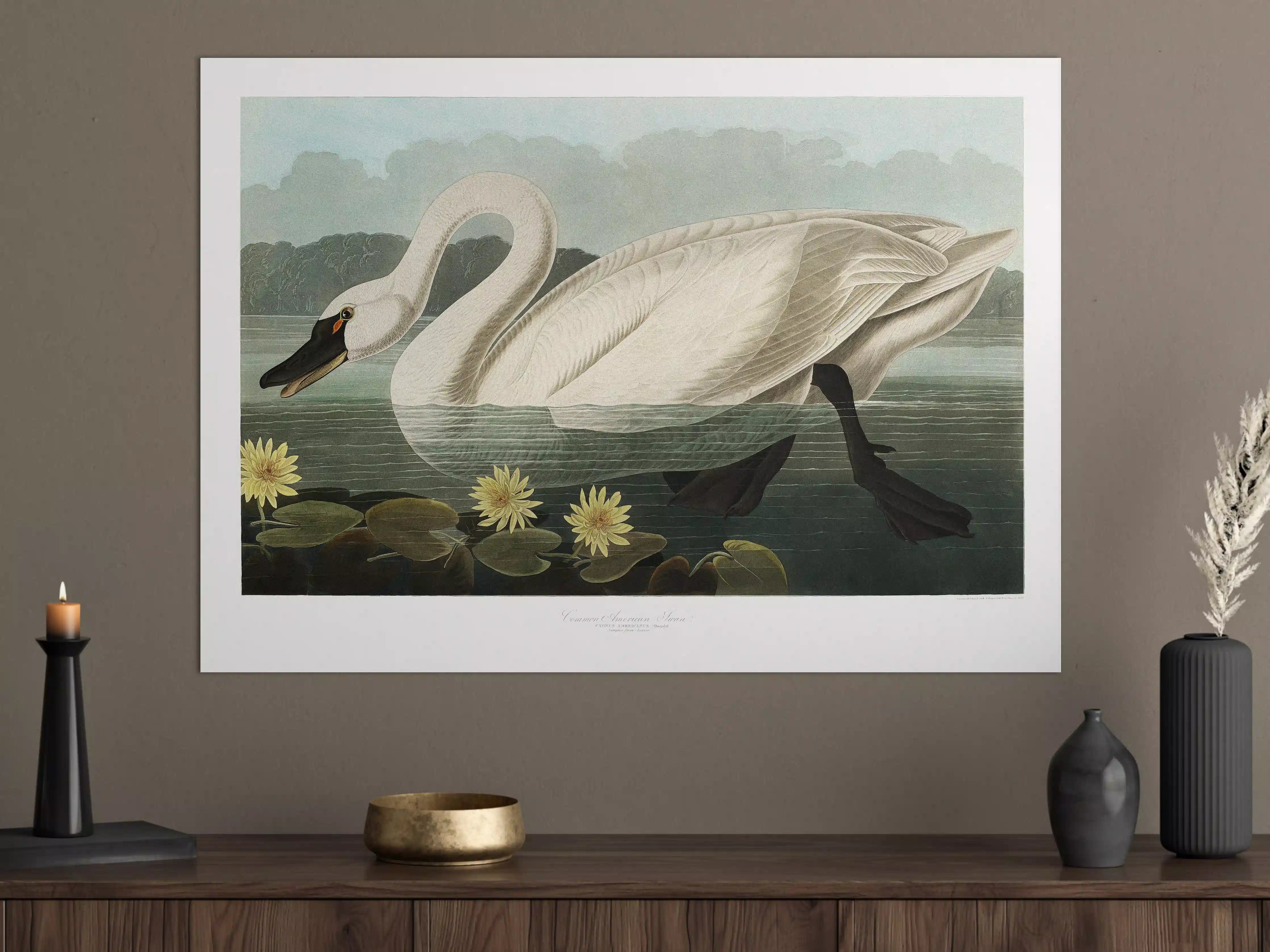 Große Wandbilder - Schwan Portait - Robert Havell 