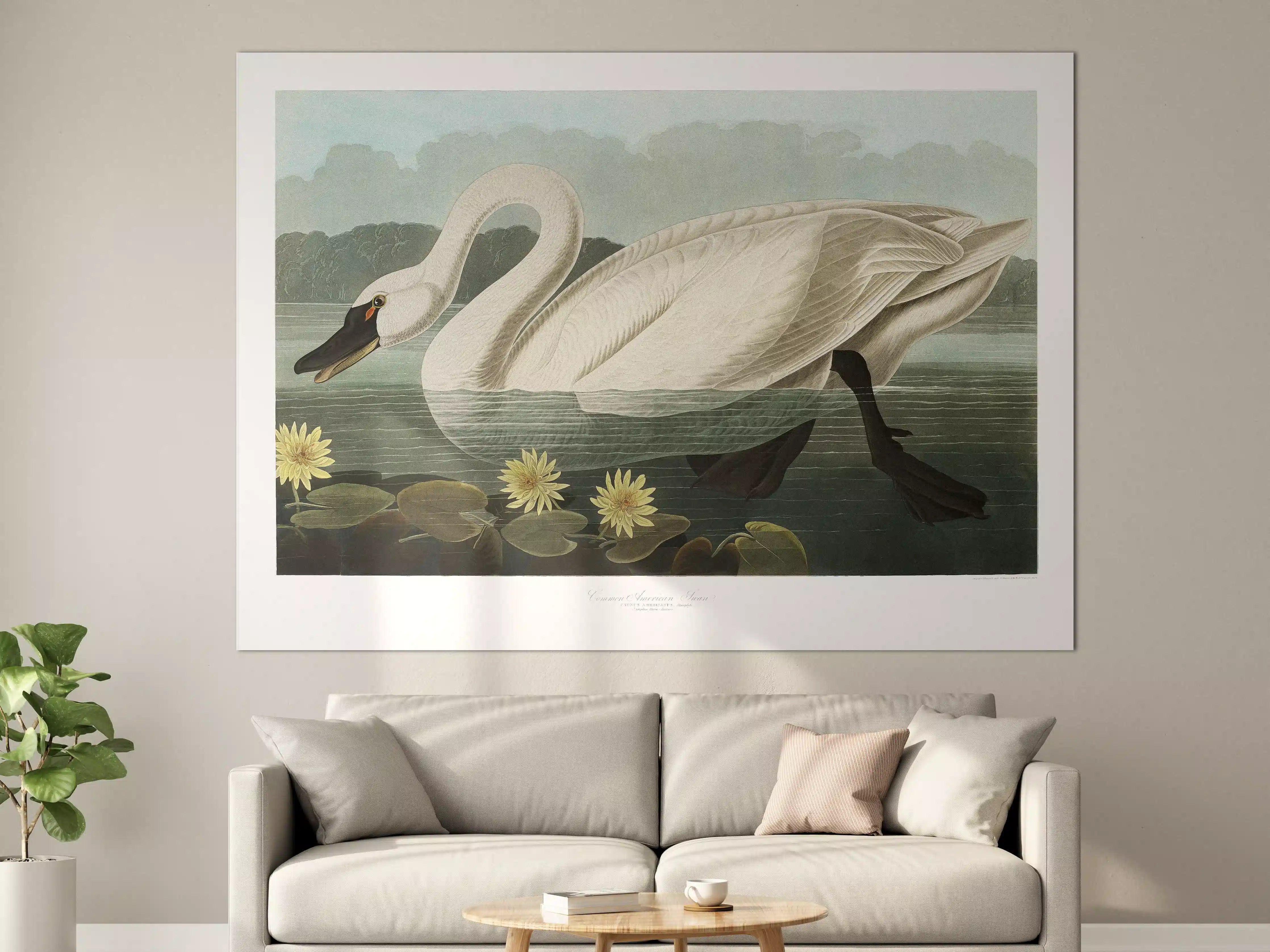 Große Wandbilder - Schwan Portait - Robert Havell 