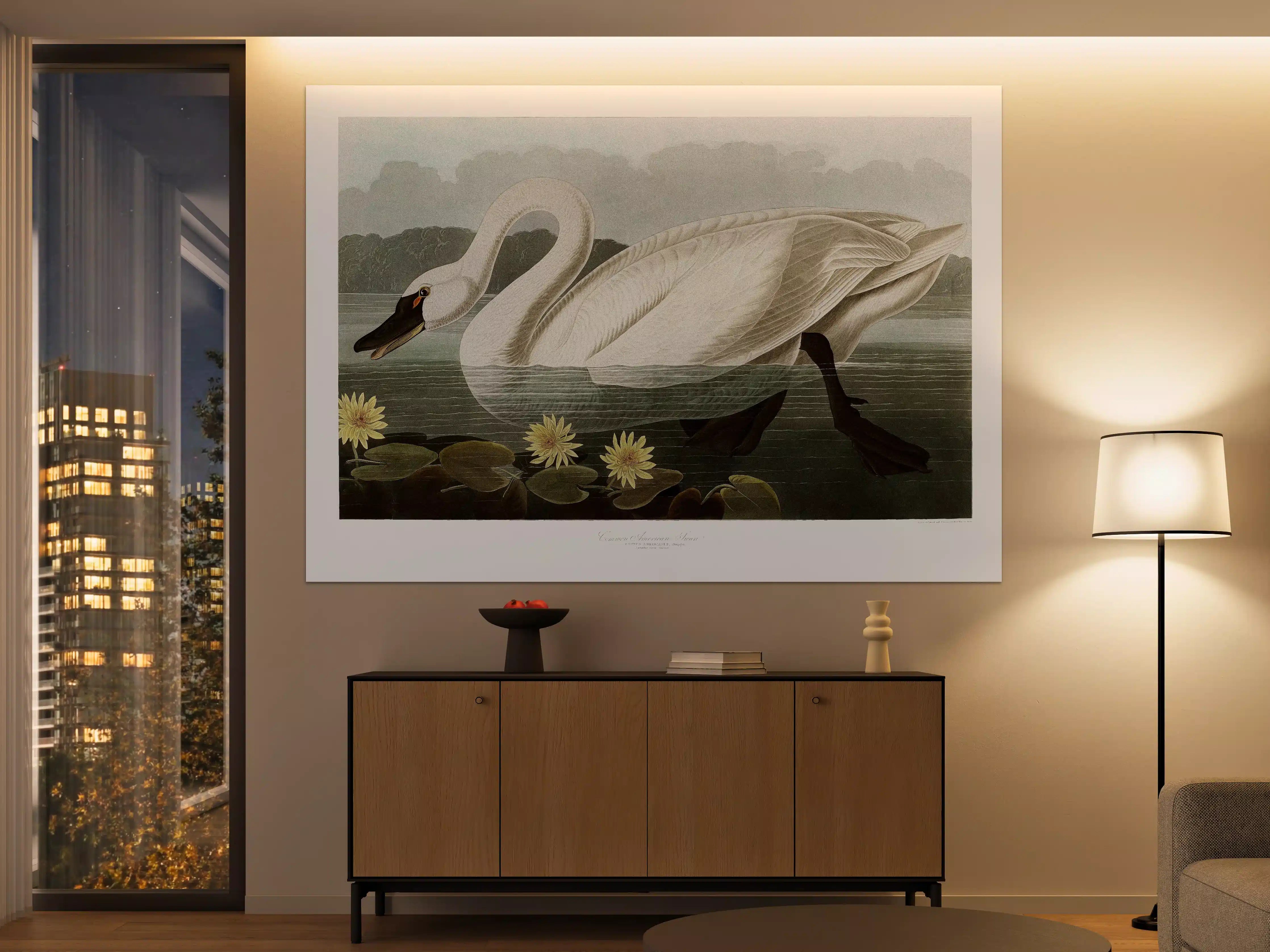 Große Wandbilder - Schwan Portait - Robert Havell 