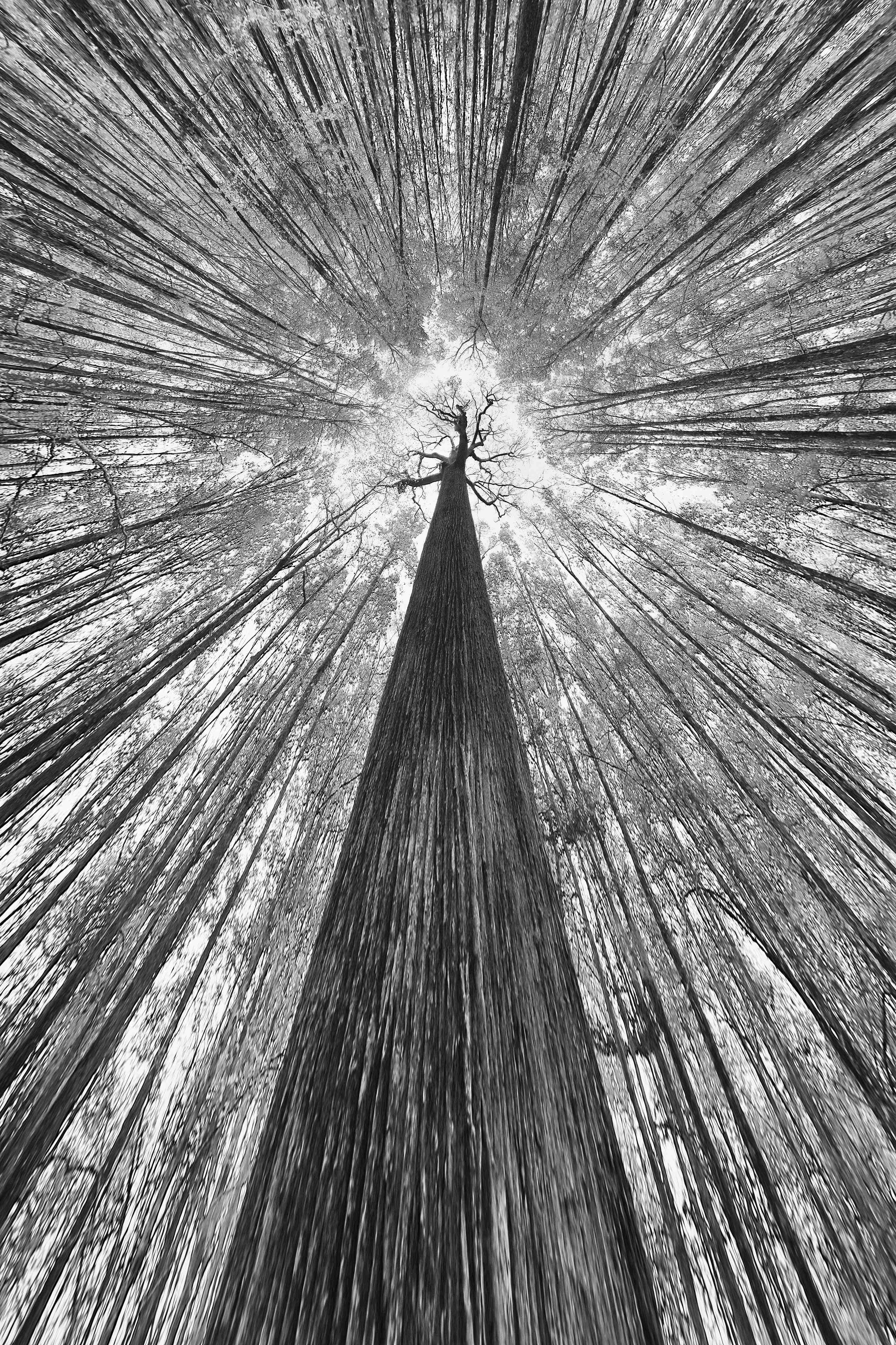 Große Wandbilder-Schwarz-Weiß Baum in den Himmel