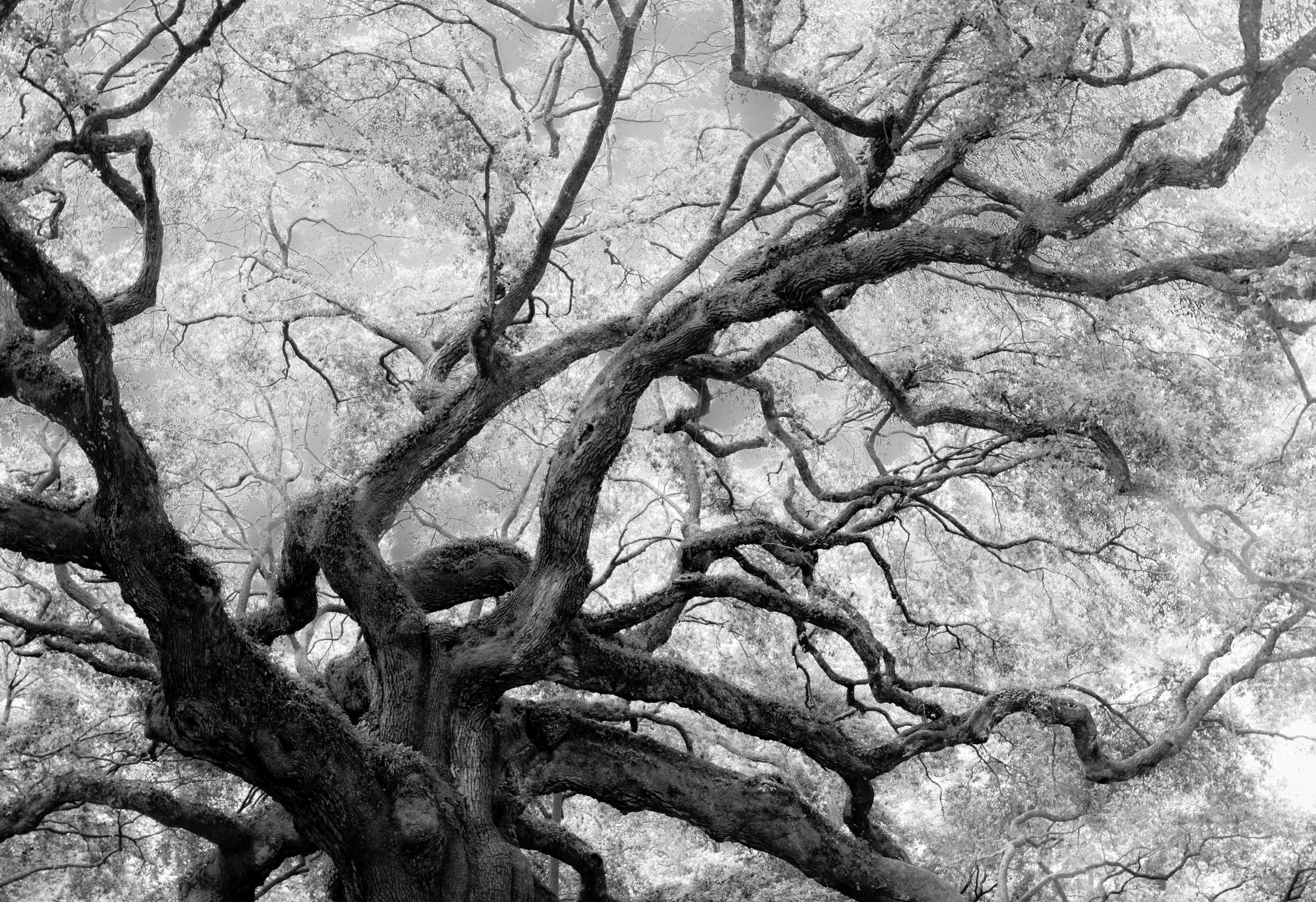 Große Wandbilder-Schwarz-Weiß-Baum in mystischer Atmosphäre