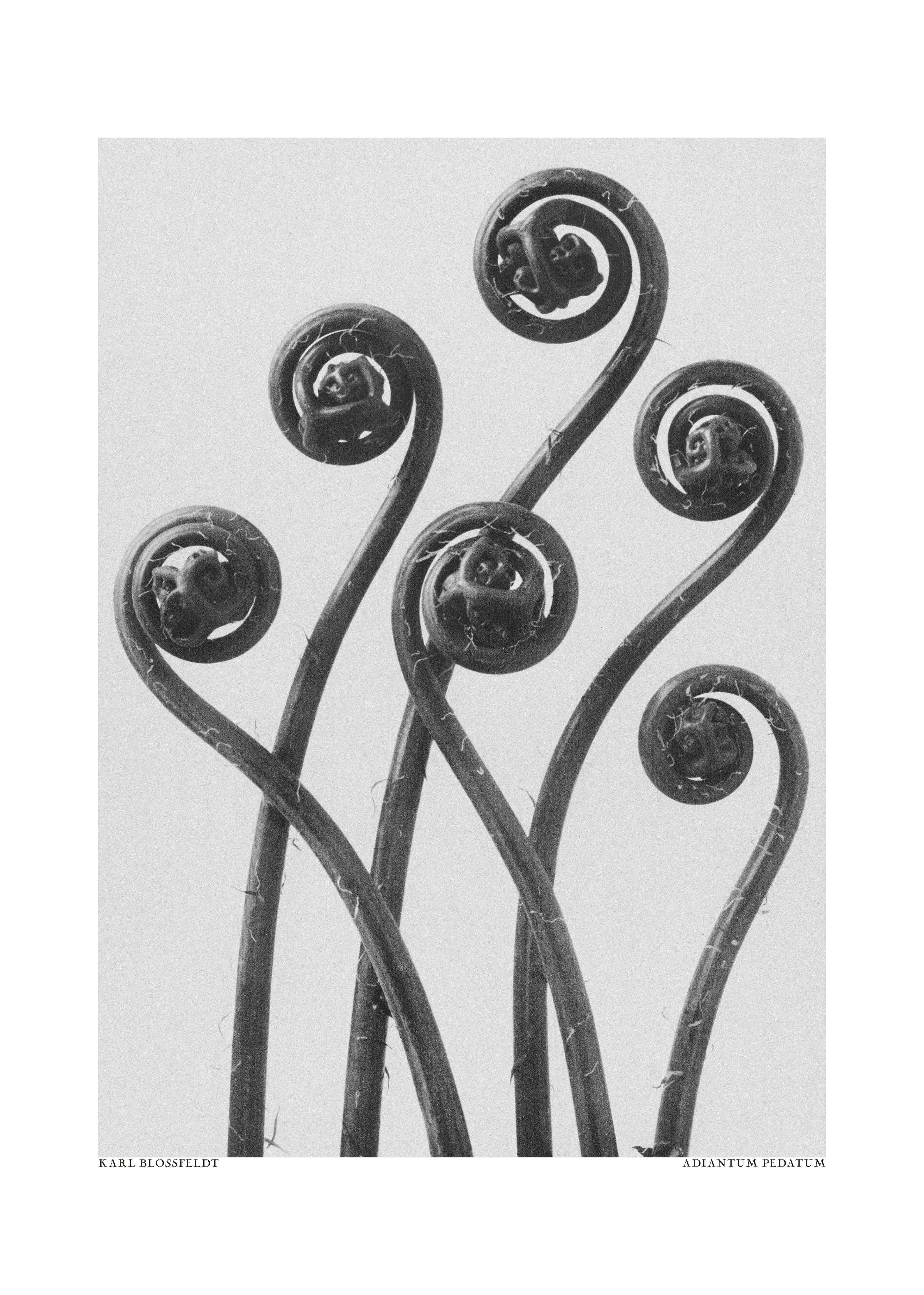 Große Wandbilder-Schwarz-Weiß Blumendesign