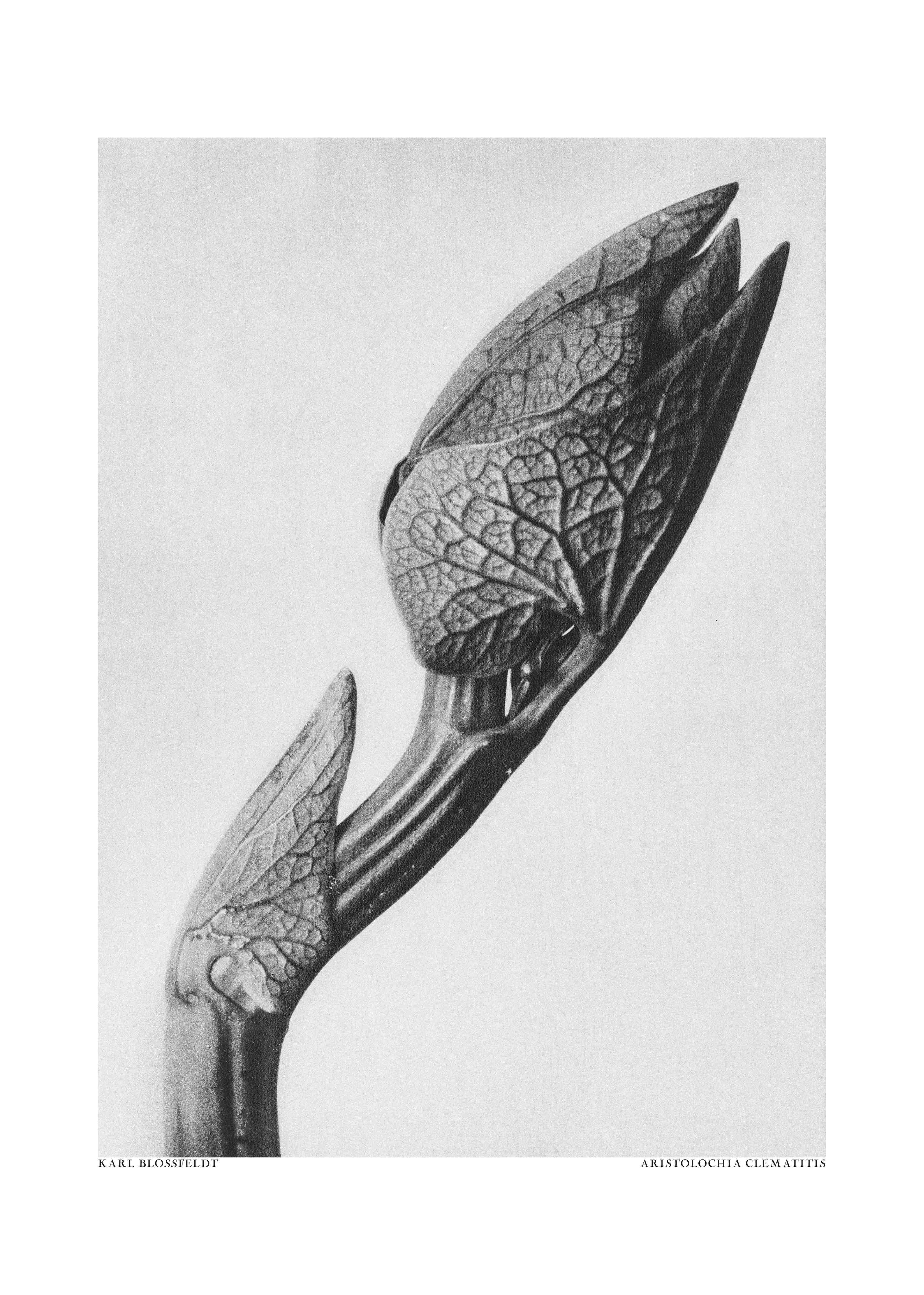 Große Wandbilder-Schwarz-Weiß Blumenzweig