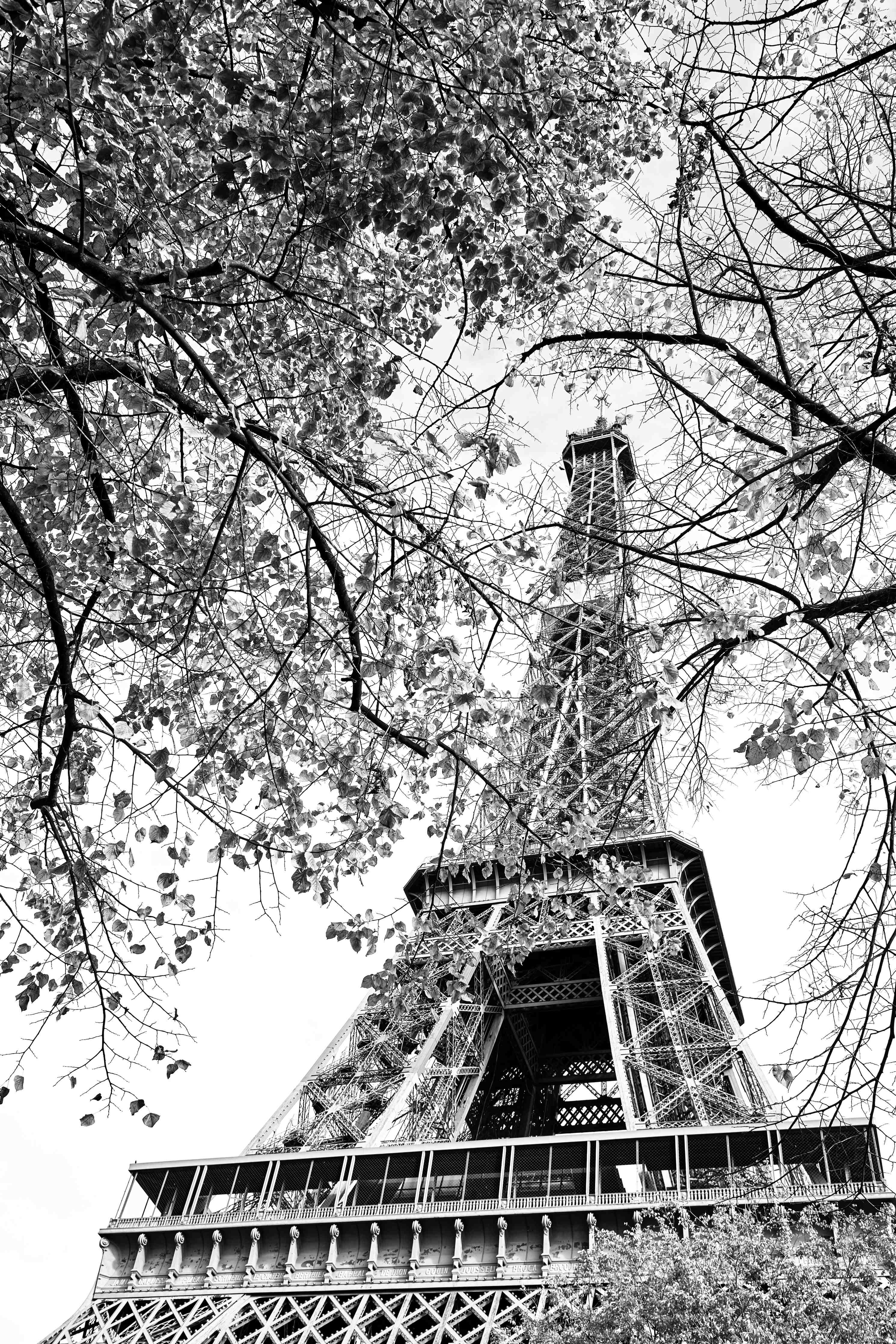 Große Wandbilder-Schwarz-Weiß-Eiffelturm mit herbstlichen Ästen