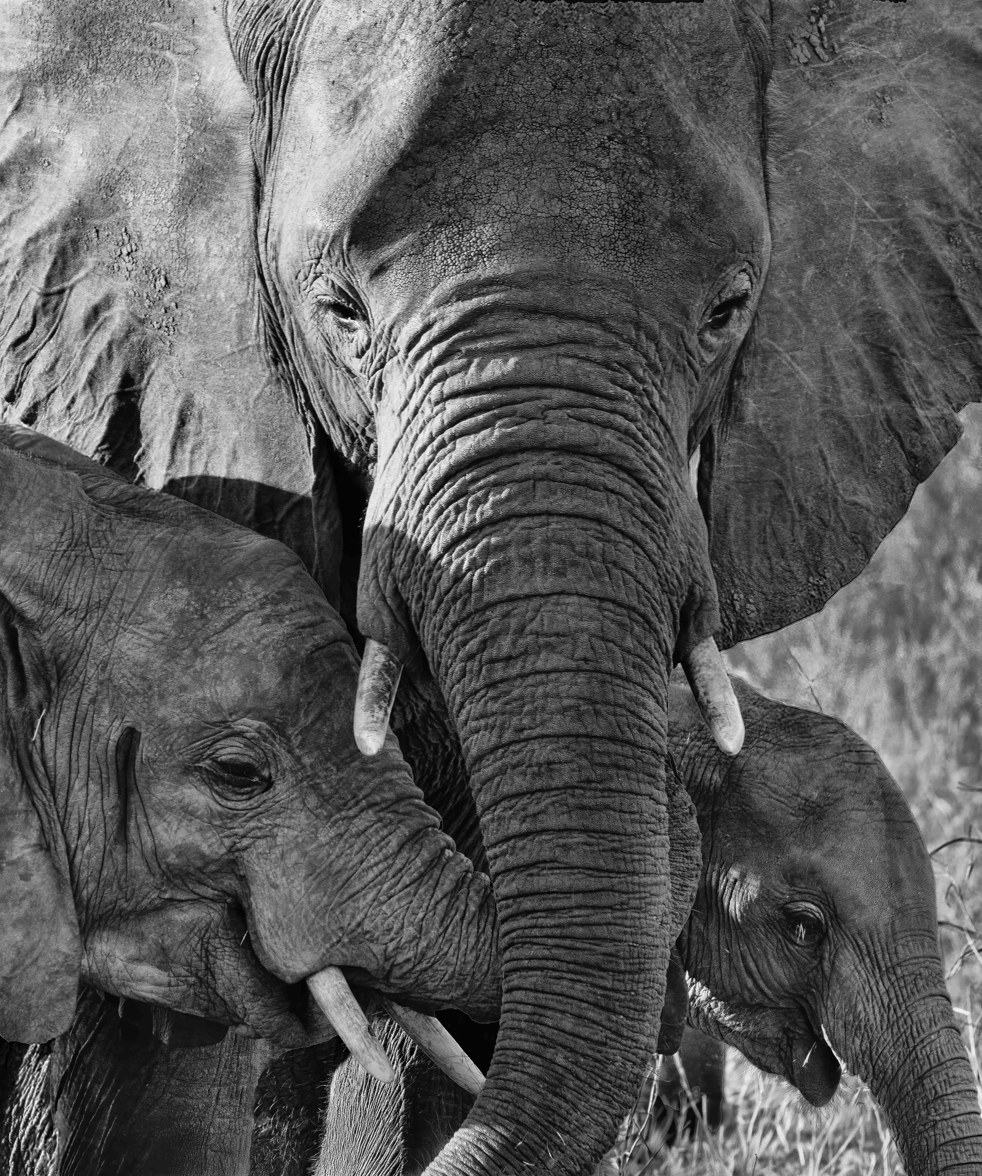 Große Wandbilder-Schwarz-Weiß Elefantenjagd