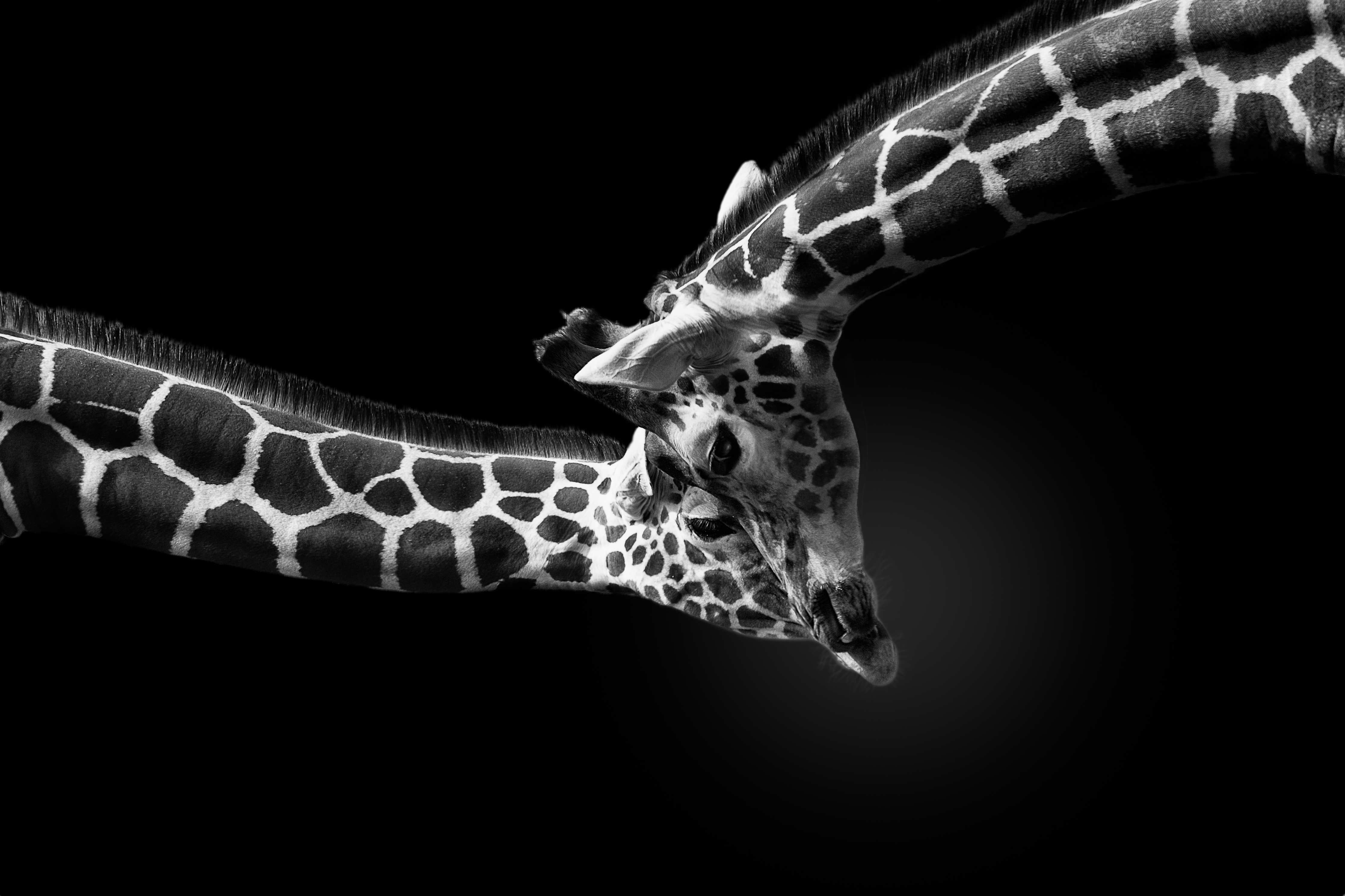Große Wandbilder-Schwarz-Weiß-Giraffe in Bewegung