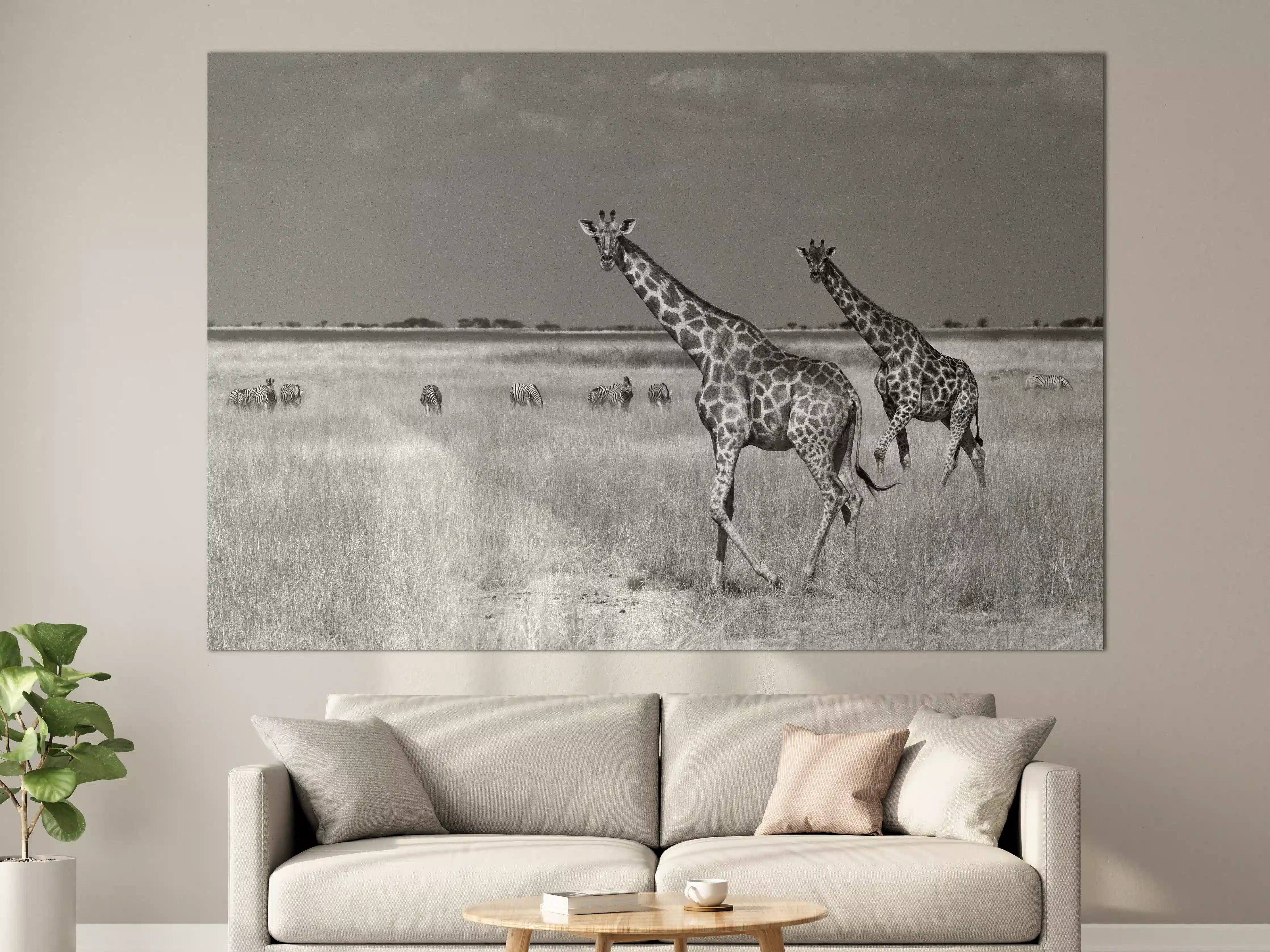 Große Wandbilder - Schwarz-Weiß-Giraffen in der Steppe