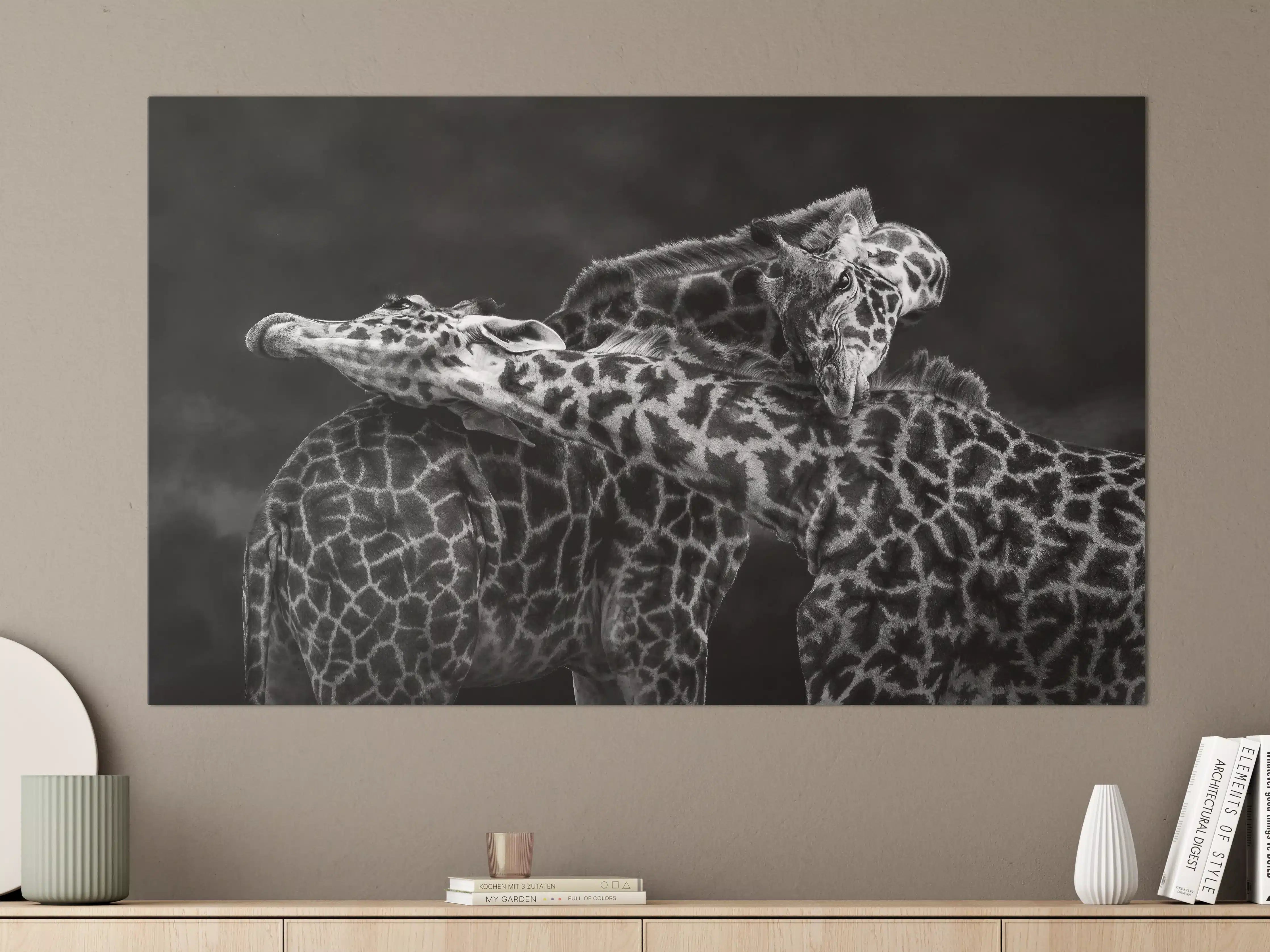 Große Wandbilder - Schwarz-Weiß-Giraffen in inniger Umarmung